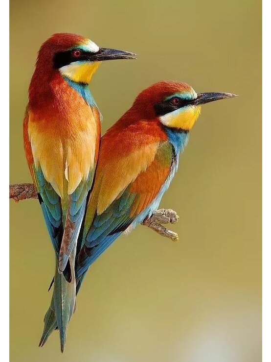 bee-eater 法文和英文的名字意思都一样:欧洲食蜂鸟 	 黄喉蜂虎(学名