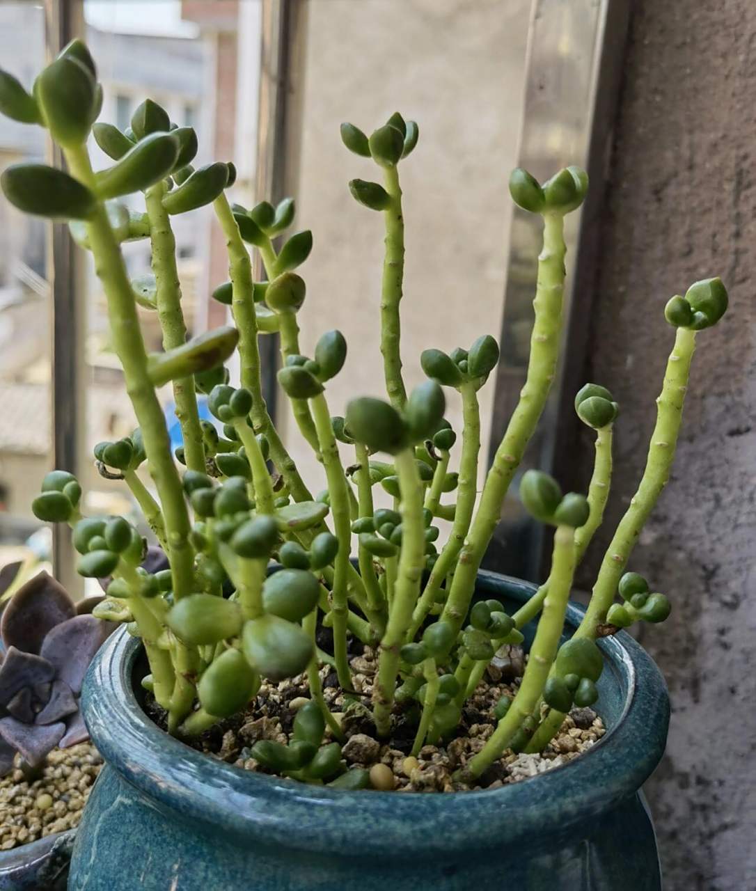 多肉—丸叶松绿 心头肉 浇水后就不断掉叶,还有救吗?求支招