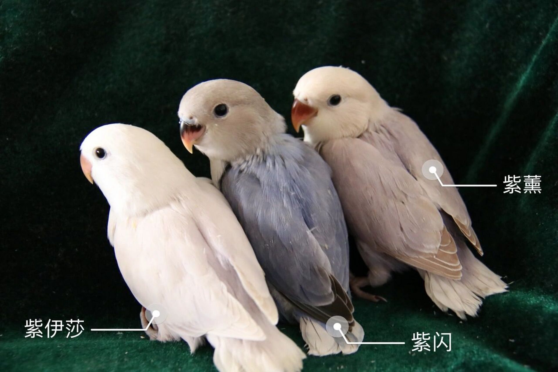 紫薰,紫伊莎  同一窝出了三个不一样的小宝贝,牡丹鹦鹉的基因00真的