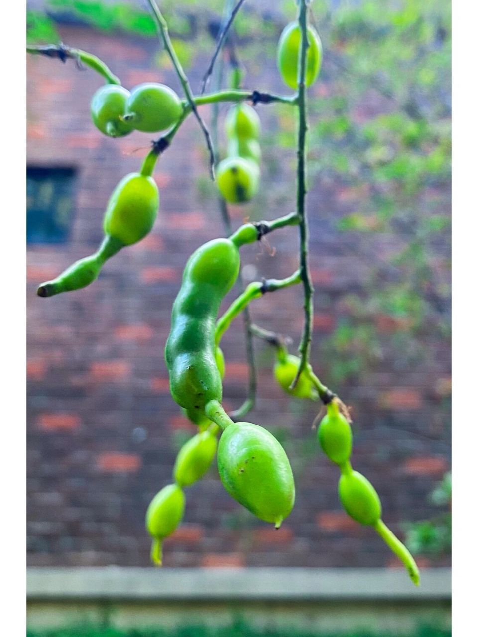 路边的槐树·无花有槐角 笔记灵感 365天摄影计划 手机摄影 据说槐角