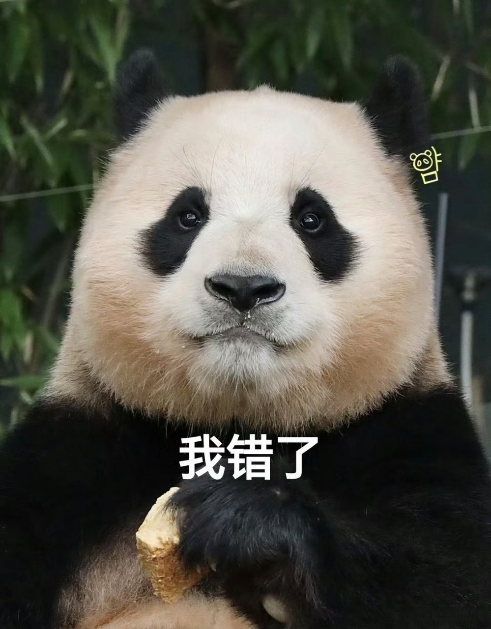 【#第一次在大熊猫脸上看到无语#[捂脸] 】近日,有网友拍摄到大熊猫"