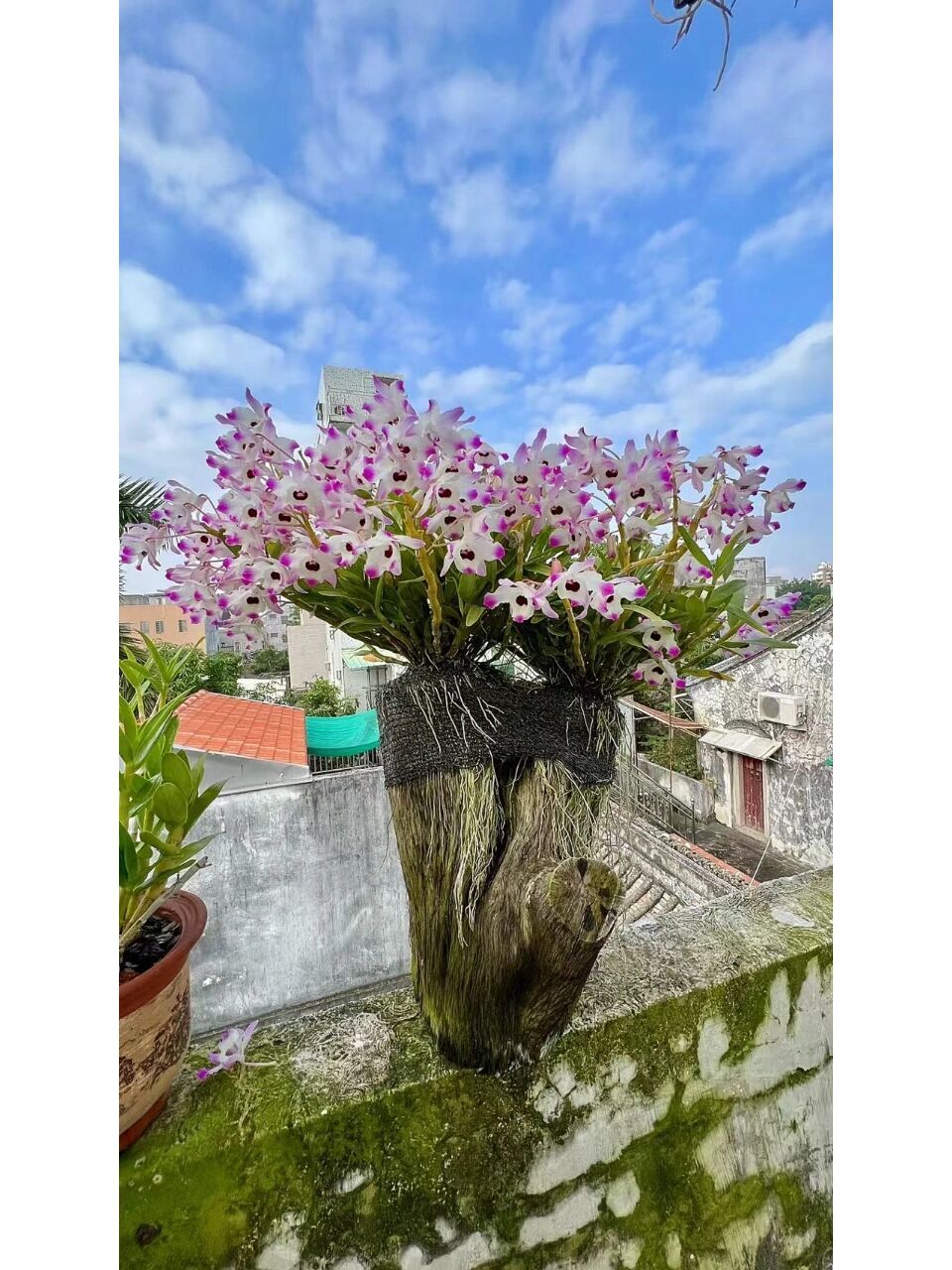 金钗石斛,一个不仅可以观赏还可以吃的品种 赤水金钗石斛,为中国传统