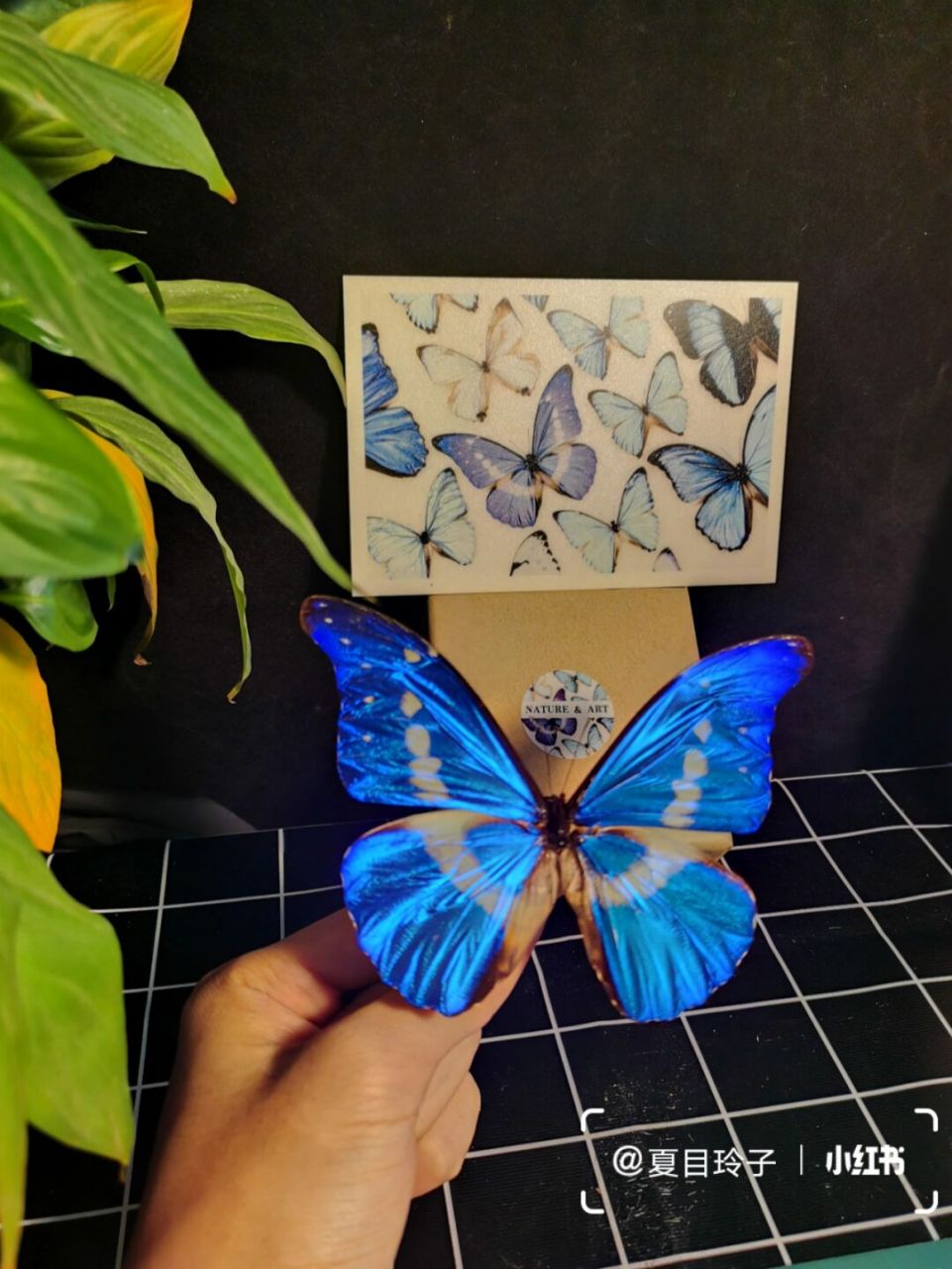 "最美的闪蝶"—— 光明女神闪蝶 光明女神闪蝶(学名:morpho helena)