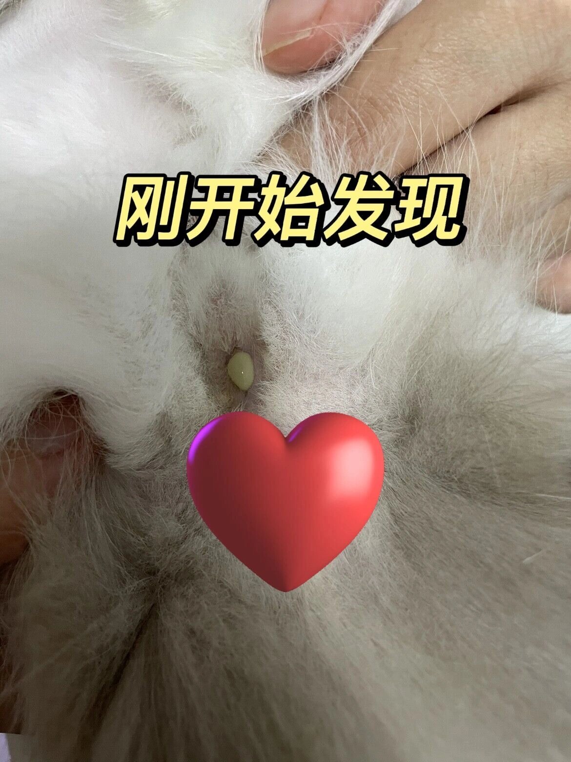 我家是母猫,才2岁,所以没有考虑过是子宫蓄脓的可能,所以确诊子宫蓄脓