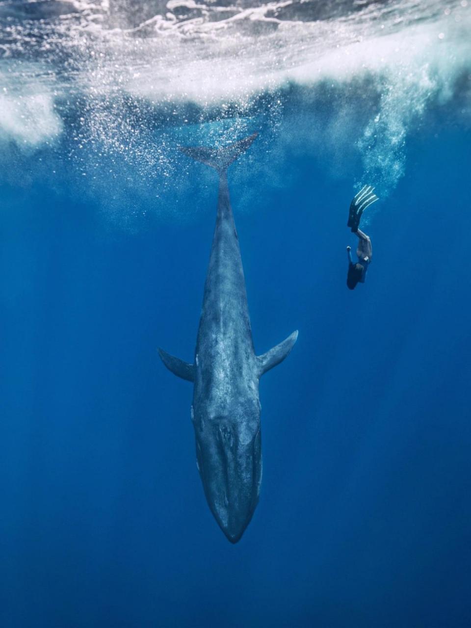 挑战一张封神 我与蓝鲸的故事·blue whale 7515从没想过,我与