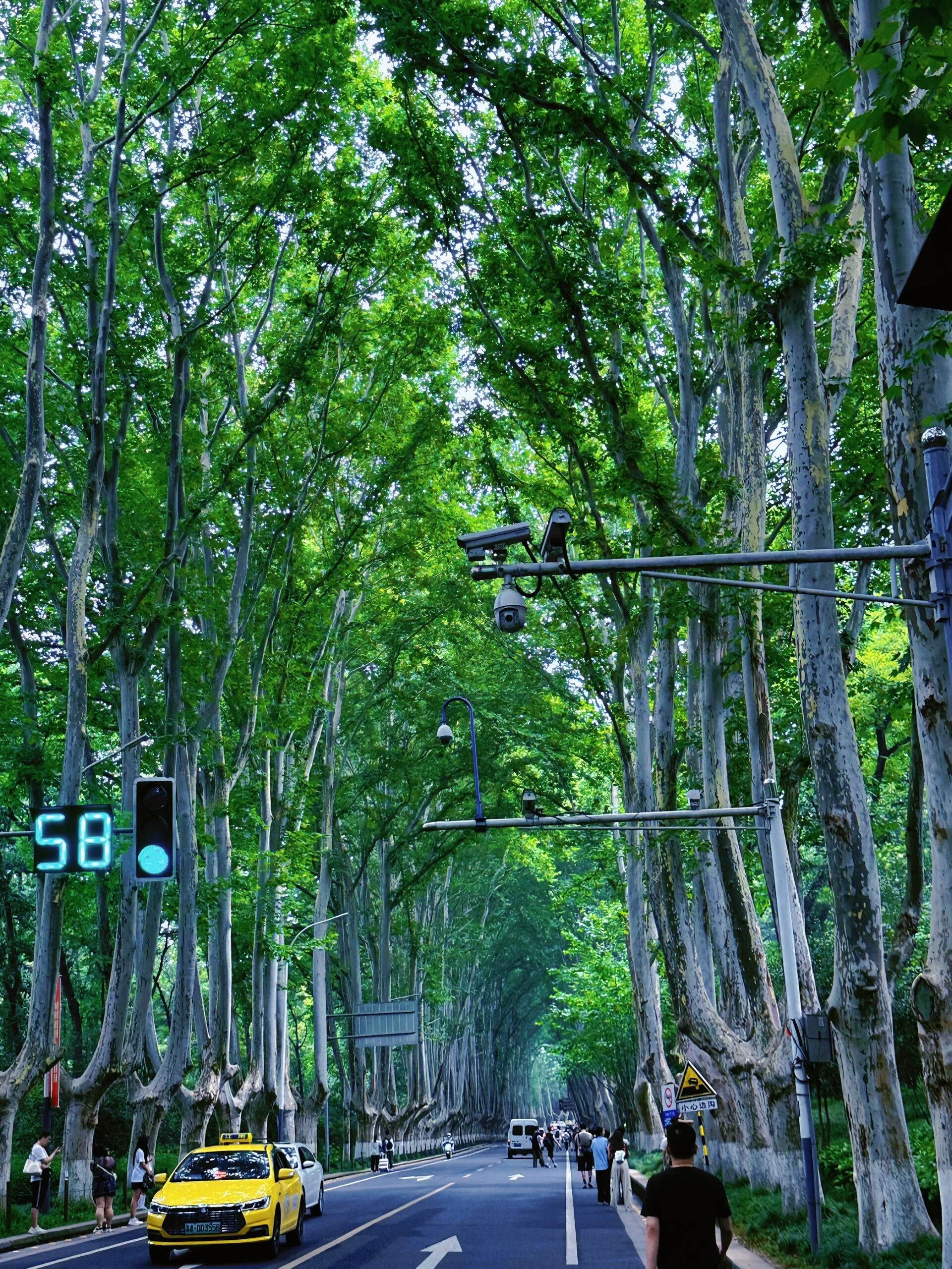 南京梧桐大道《某某》打卡     94三号路依然长得没有尽头,梧桐荫