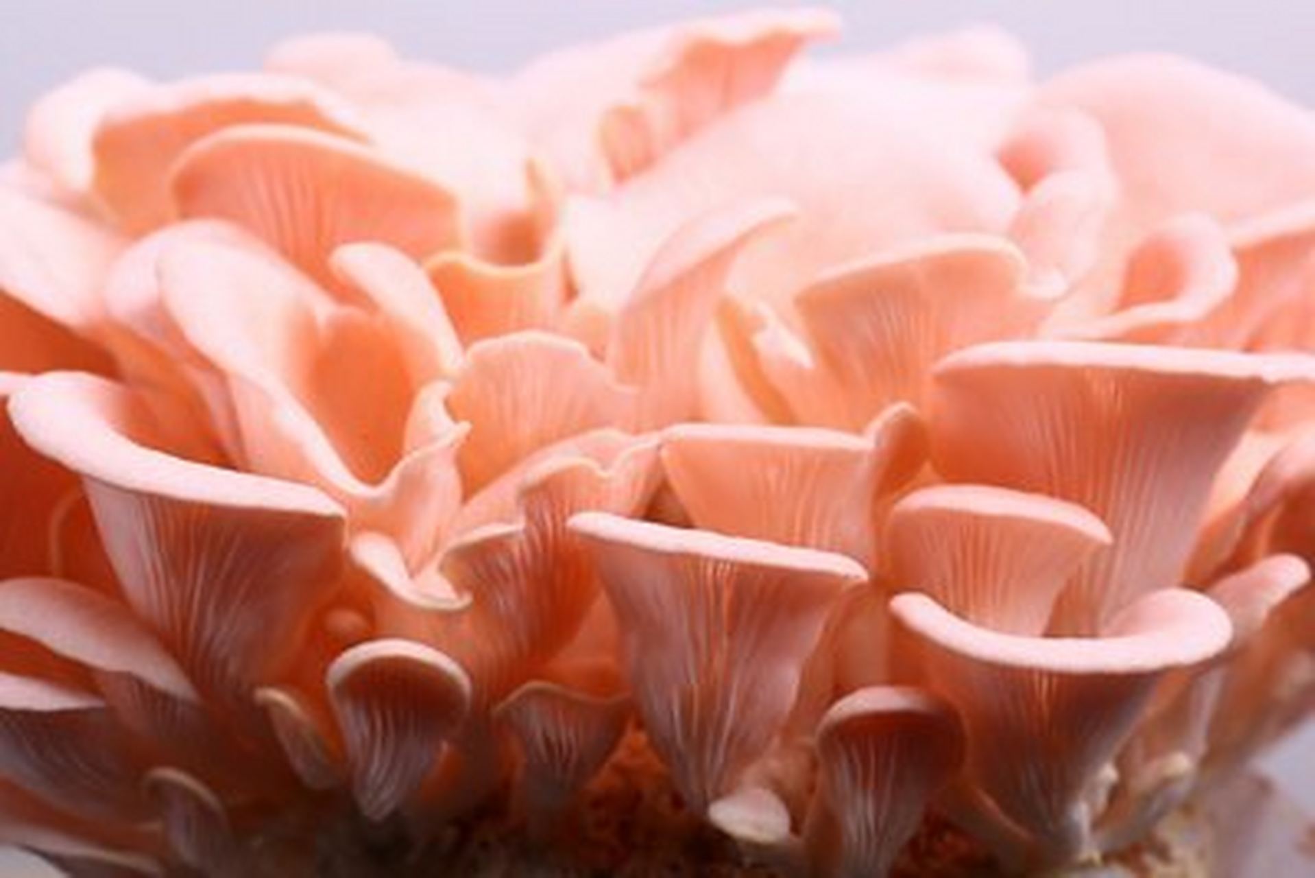 93中文名:桃红侧耳,桃红平菇,红平菇 拉丁学名:pleurotus djamor 目