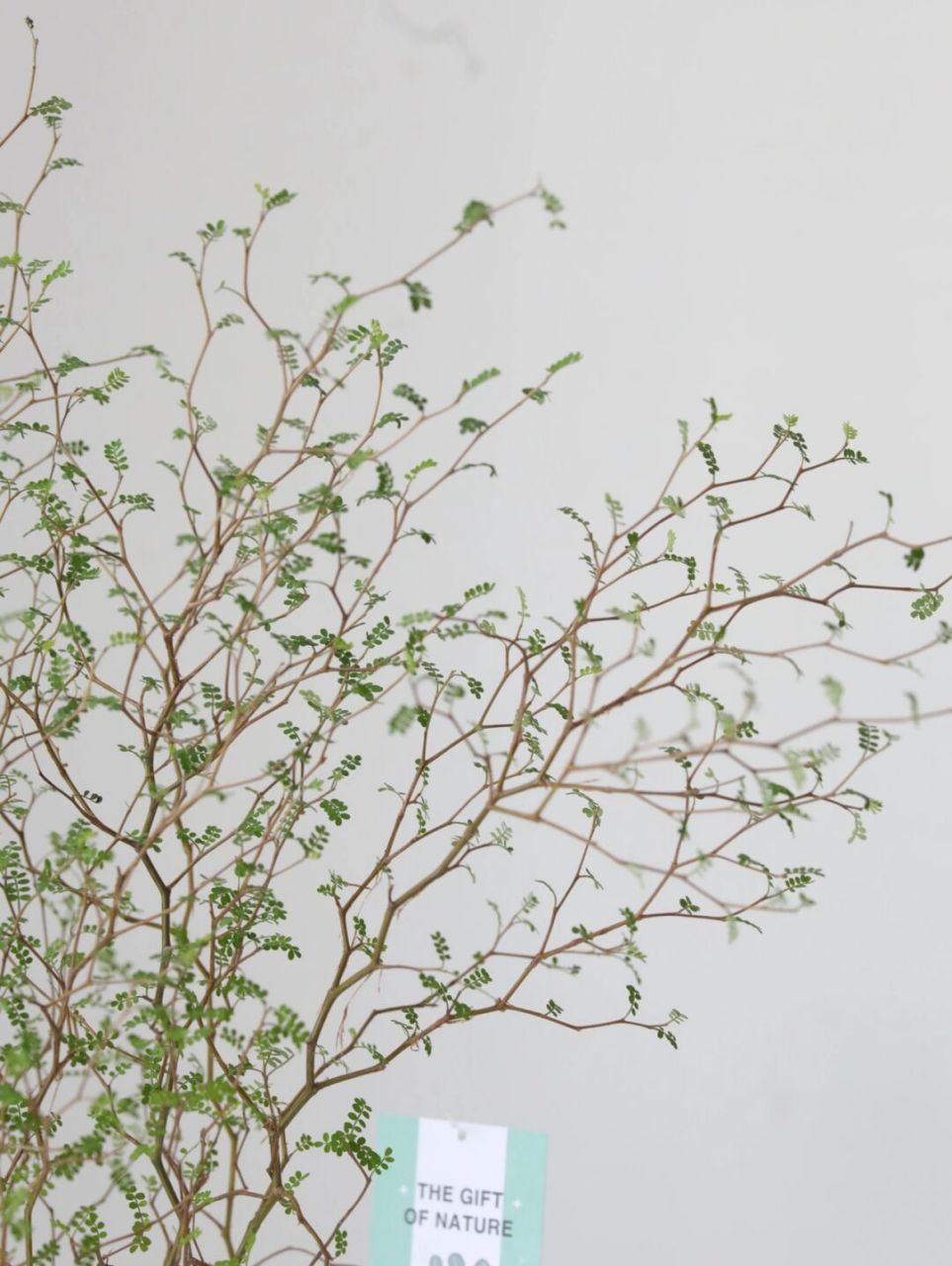 新西兰童话树一盆就实现! 无需修剪,自然成景.