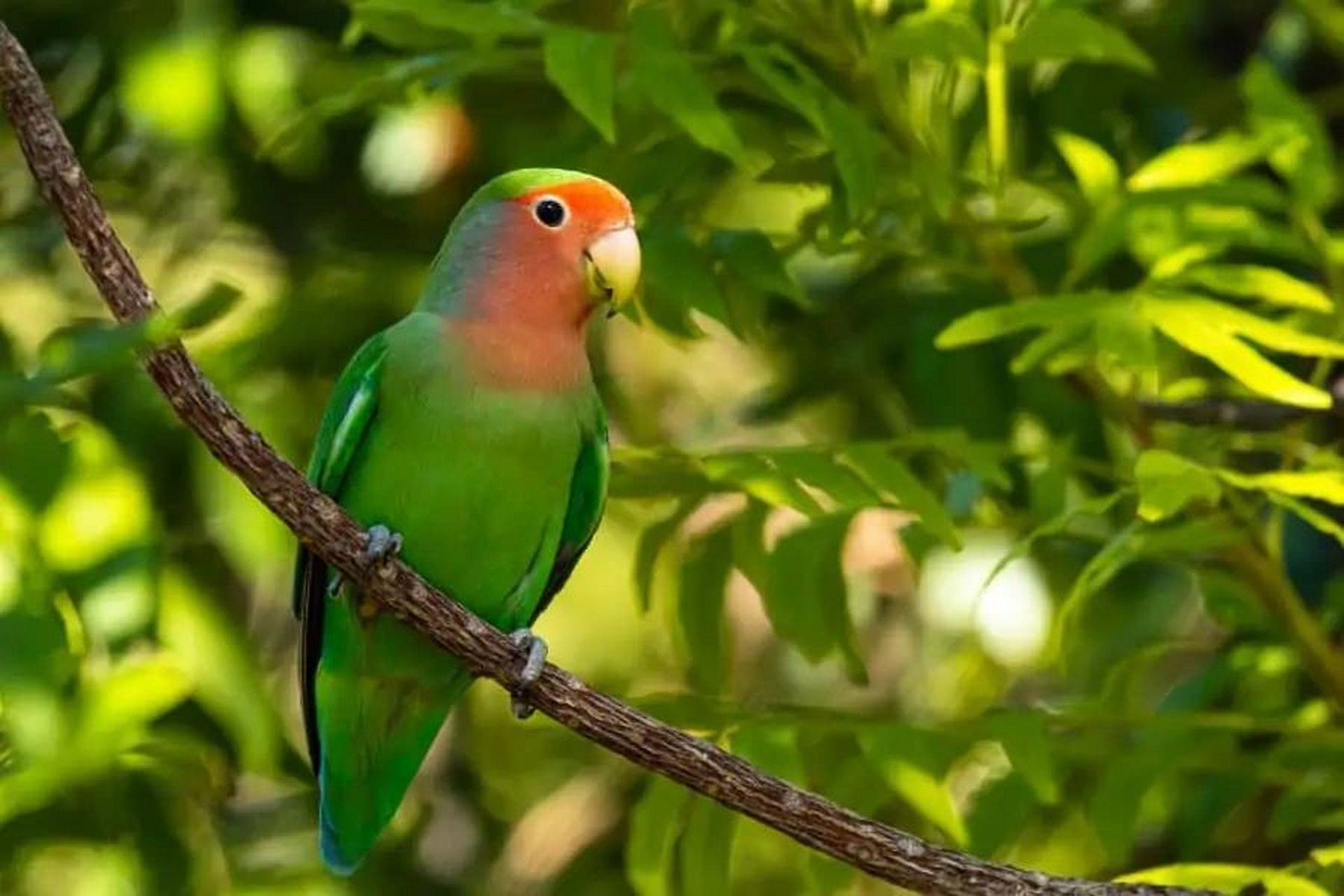 红面绿花桃牡丹鹦鹉图片