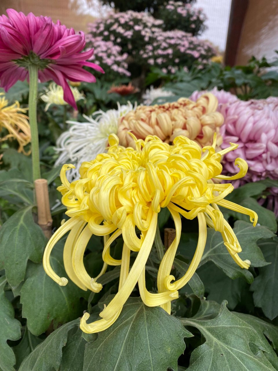 惠山古镇菊花展 大饱眼福
