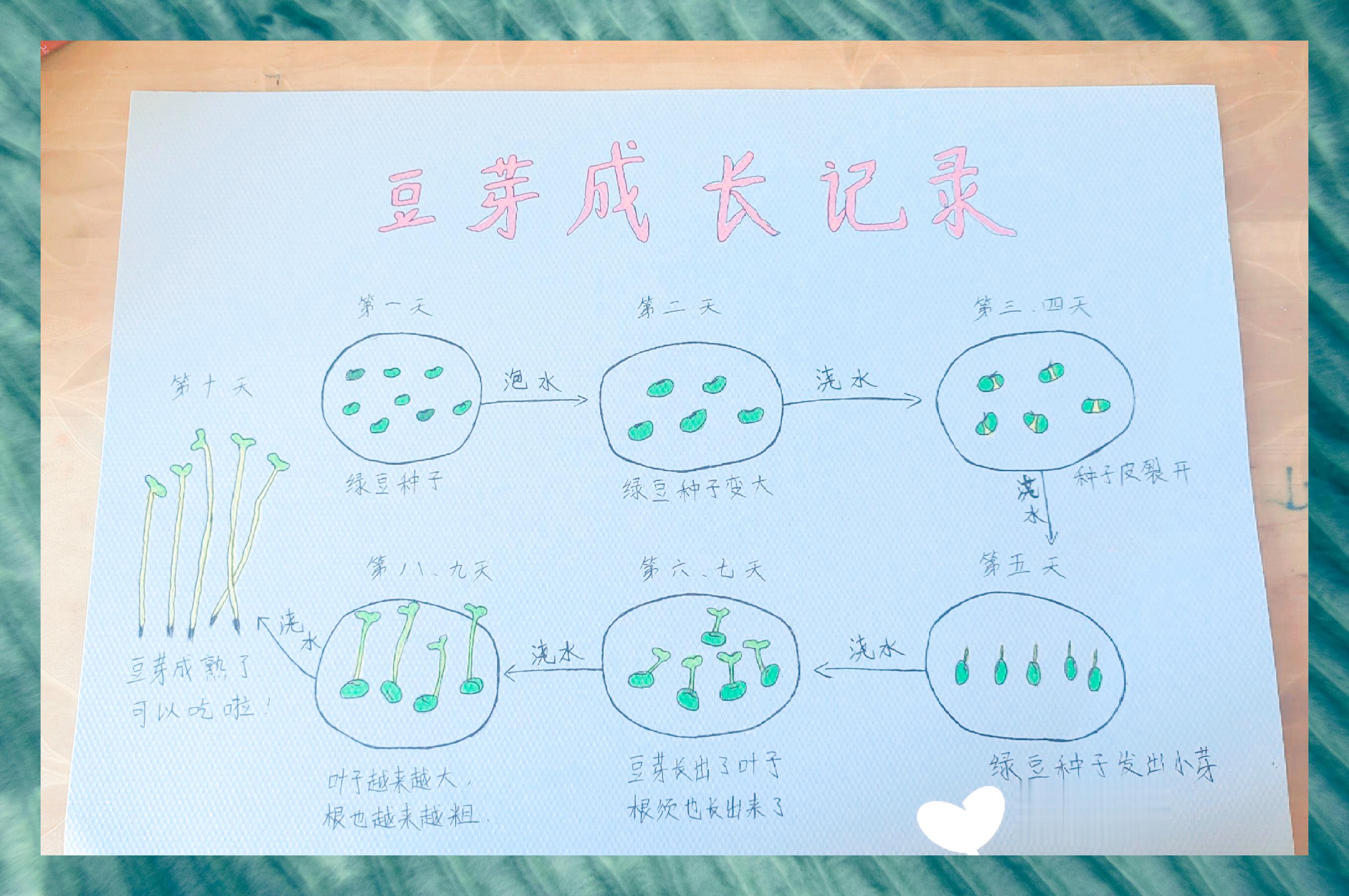 绿豆芽成长日记 记录 暑假实践作业,种植豆芽,观察生长过程,并