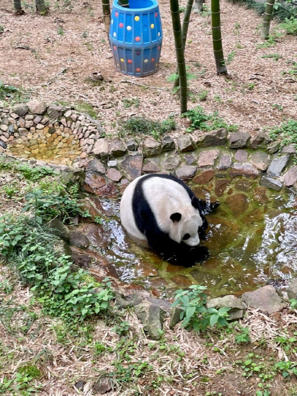 大熊猫星安资料图片