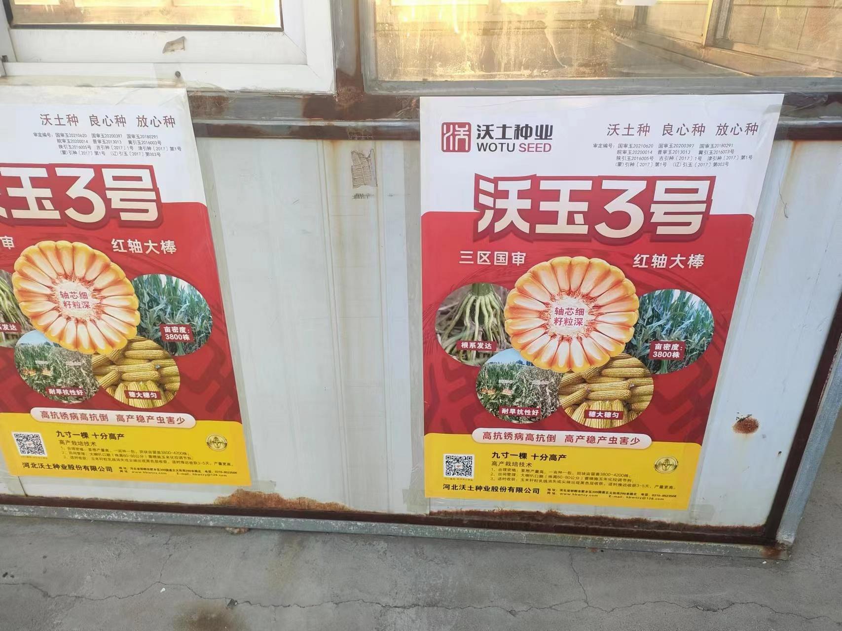 沃玉3号,沃玉111玉米种,优质高产,耐高温,抗锈病,抗倒伏.