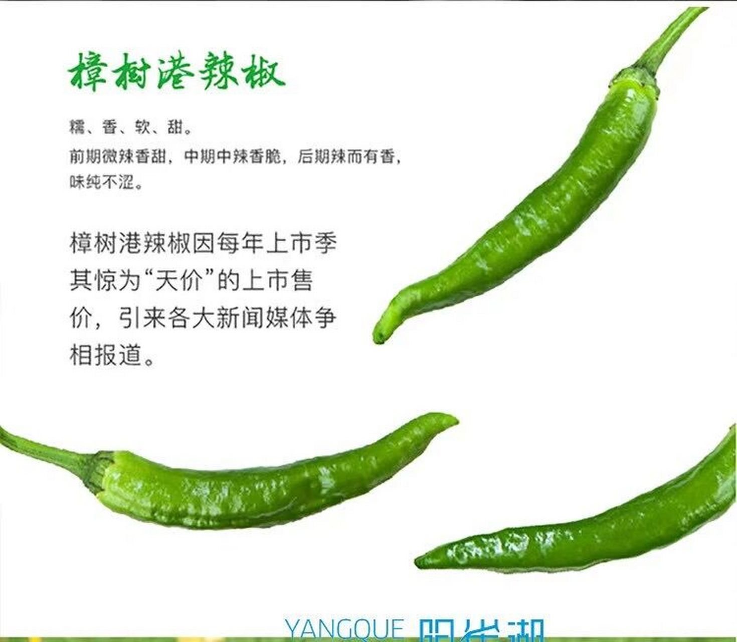 湖南特色菜:樟树港辣椒炒肉 樟树港辣椒9215 9215 9215