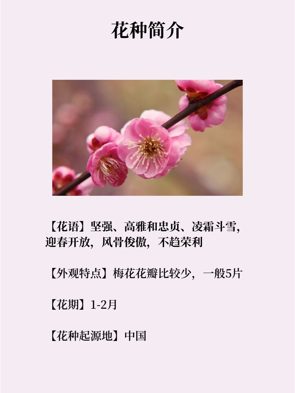 96每天认识一种花-「梅花」香自苦寒来