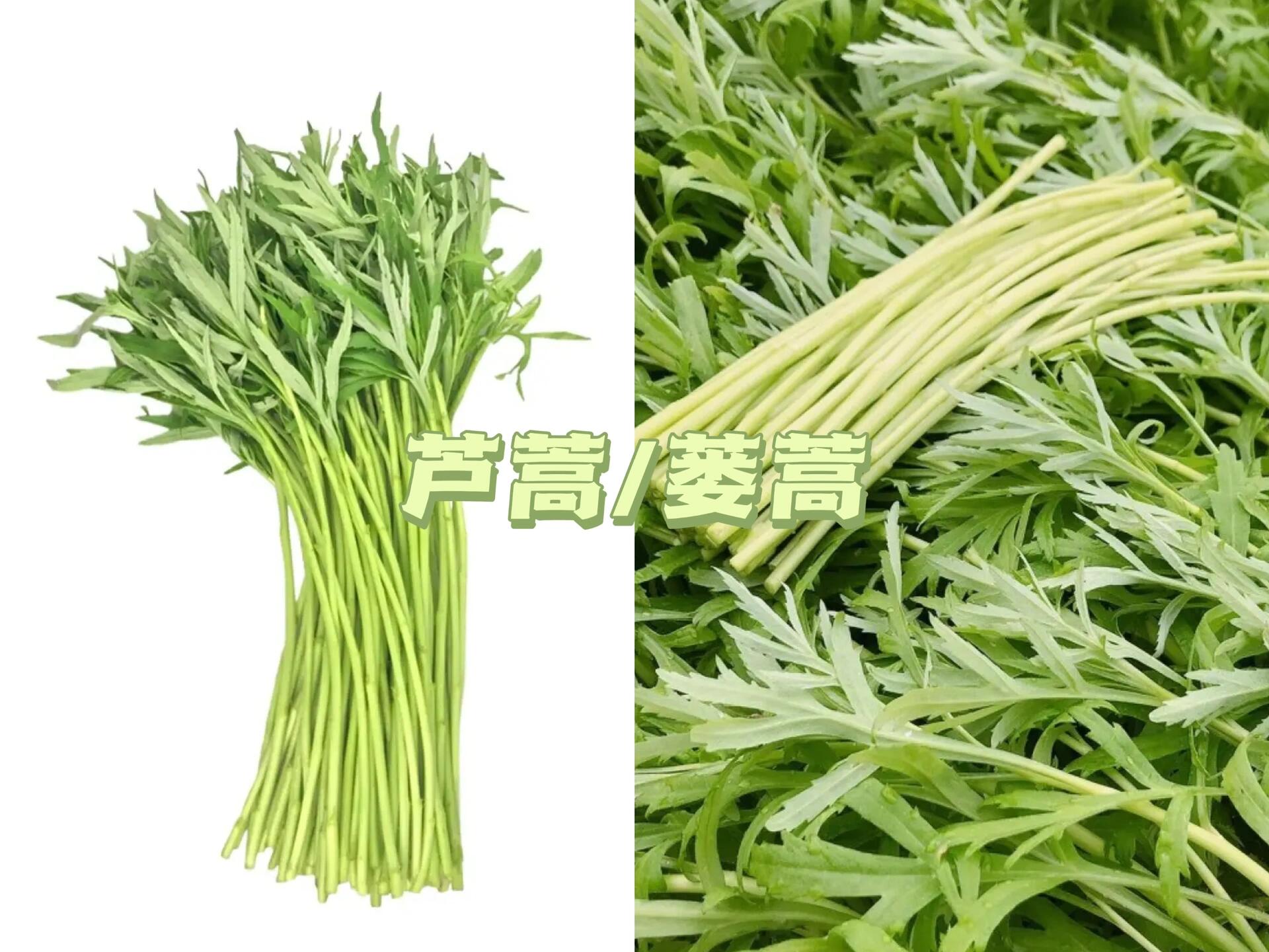 芦蒿 茼蒿 傻傻分不清楚