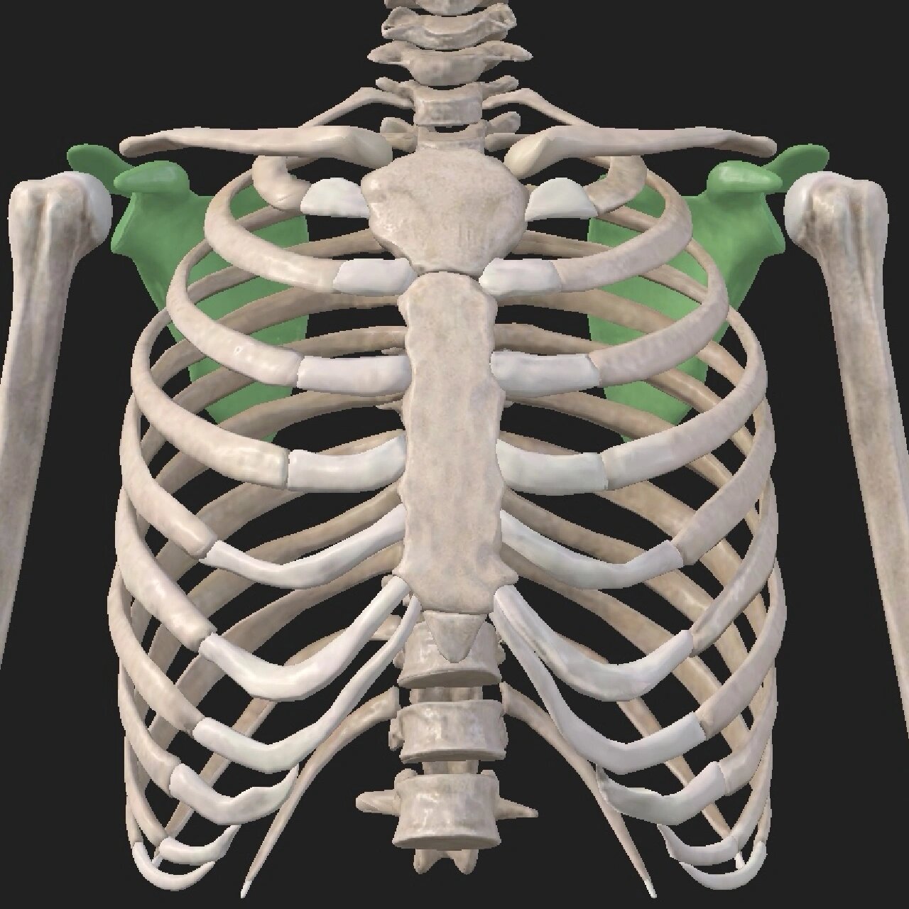 解剖"搬运工"—肩胛骨 肩胛骨:为三角形扁骨,	贴于胸廓后外面,介于第2