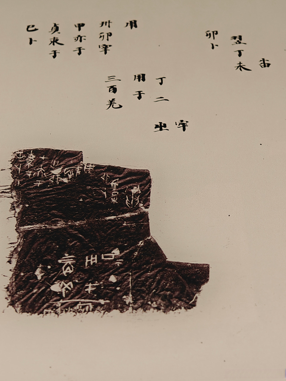 天博藏珍# 商武丁 三百羌用于丁卜甲  77耀世奇珍——馆藏文物精品