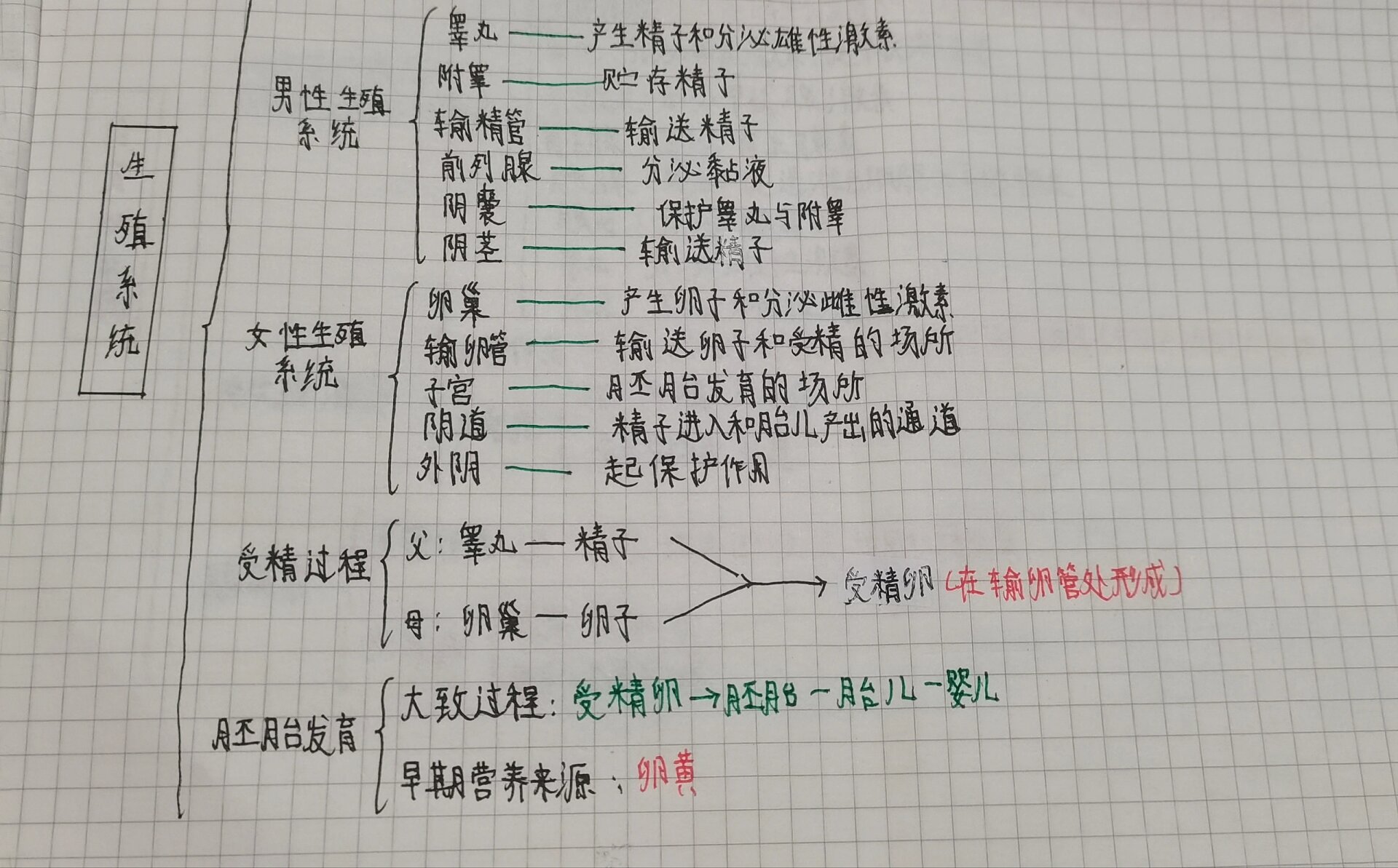 七下生物生殖系统思维导图