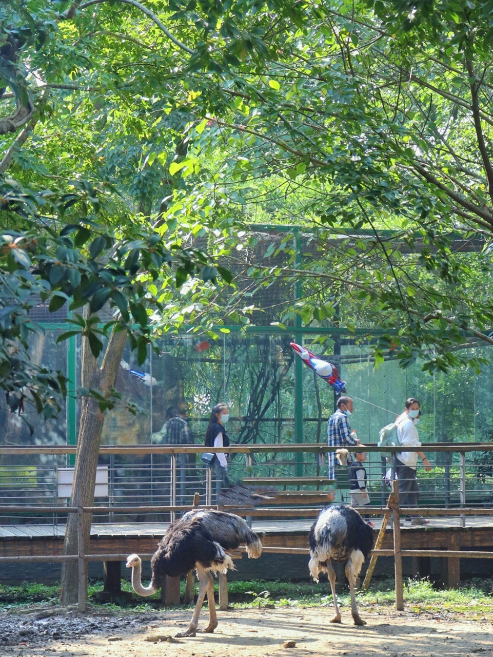 武漢動物園:武漢小眾景點|週末旅遊必去 本來預約了去木蘭天池爬山