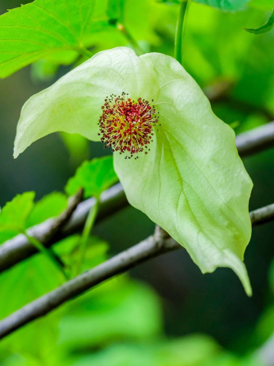 树木花草图片图片