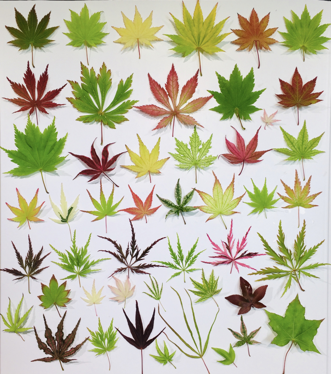 来一组枫叶春图! 每年的枫树色彩都有变化!小伙伴们有记录吗?