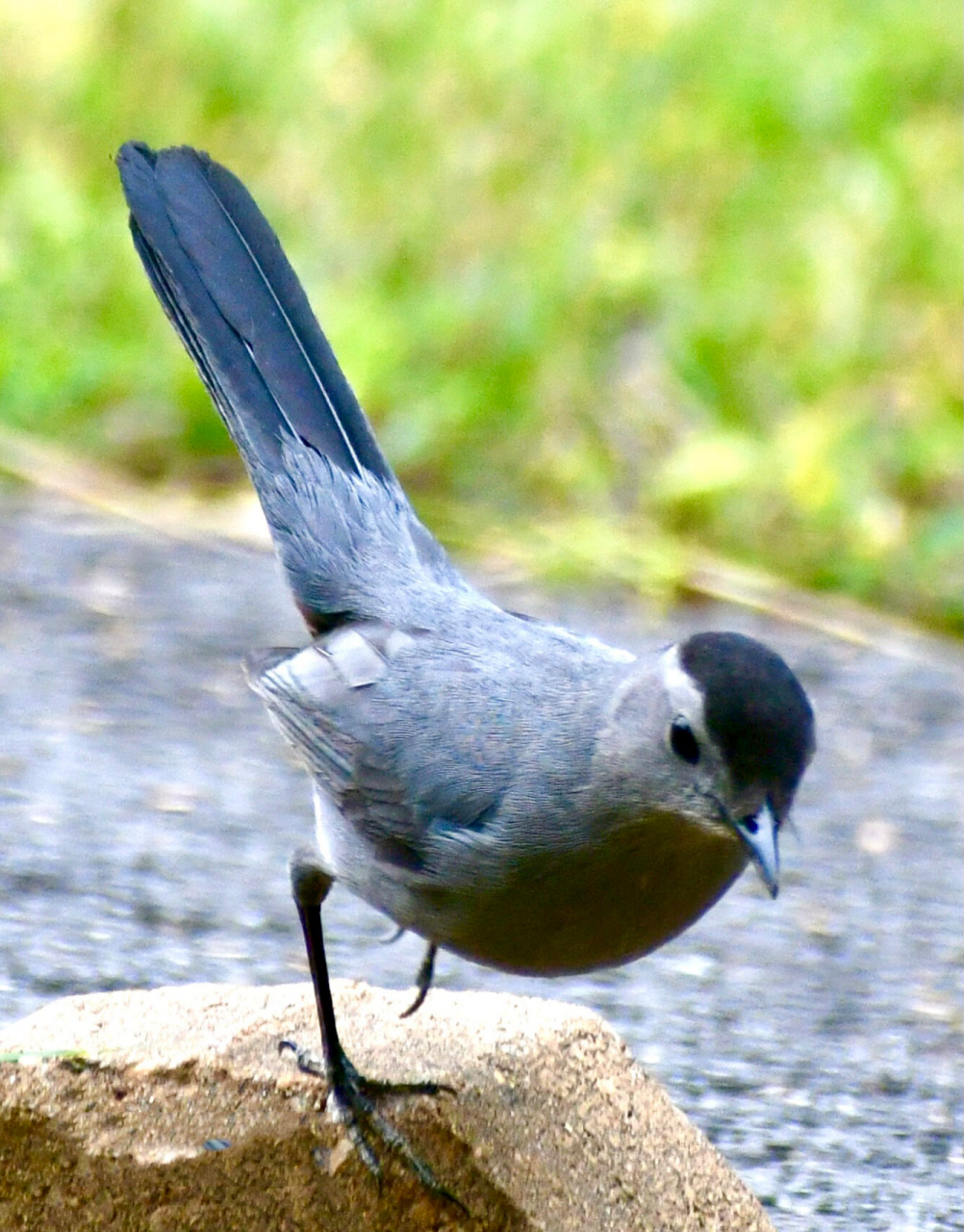 灰猫嘲鸫(学名:dumetella carolinensis)为雀形目嘲鸫科下的一个鸟种