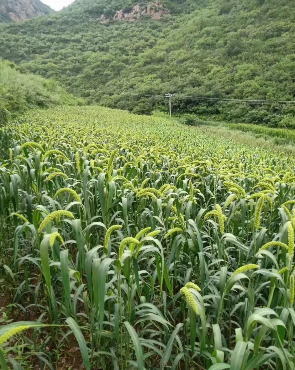 葫芦岛市建昌县王宝营子乡看到,庄稼地里郁郁葱葱长势喜人,一片希望的