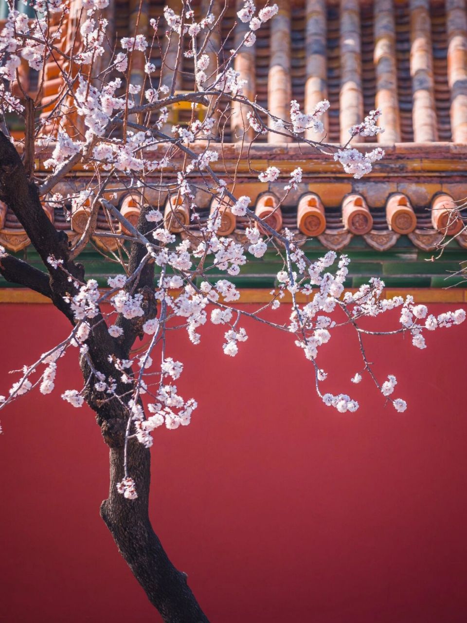 故宫春花 | 沾衣欲湿杏花雨 吹面不寒杨柳风 故宫的花期又到啦～现在