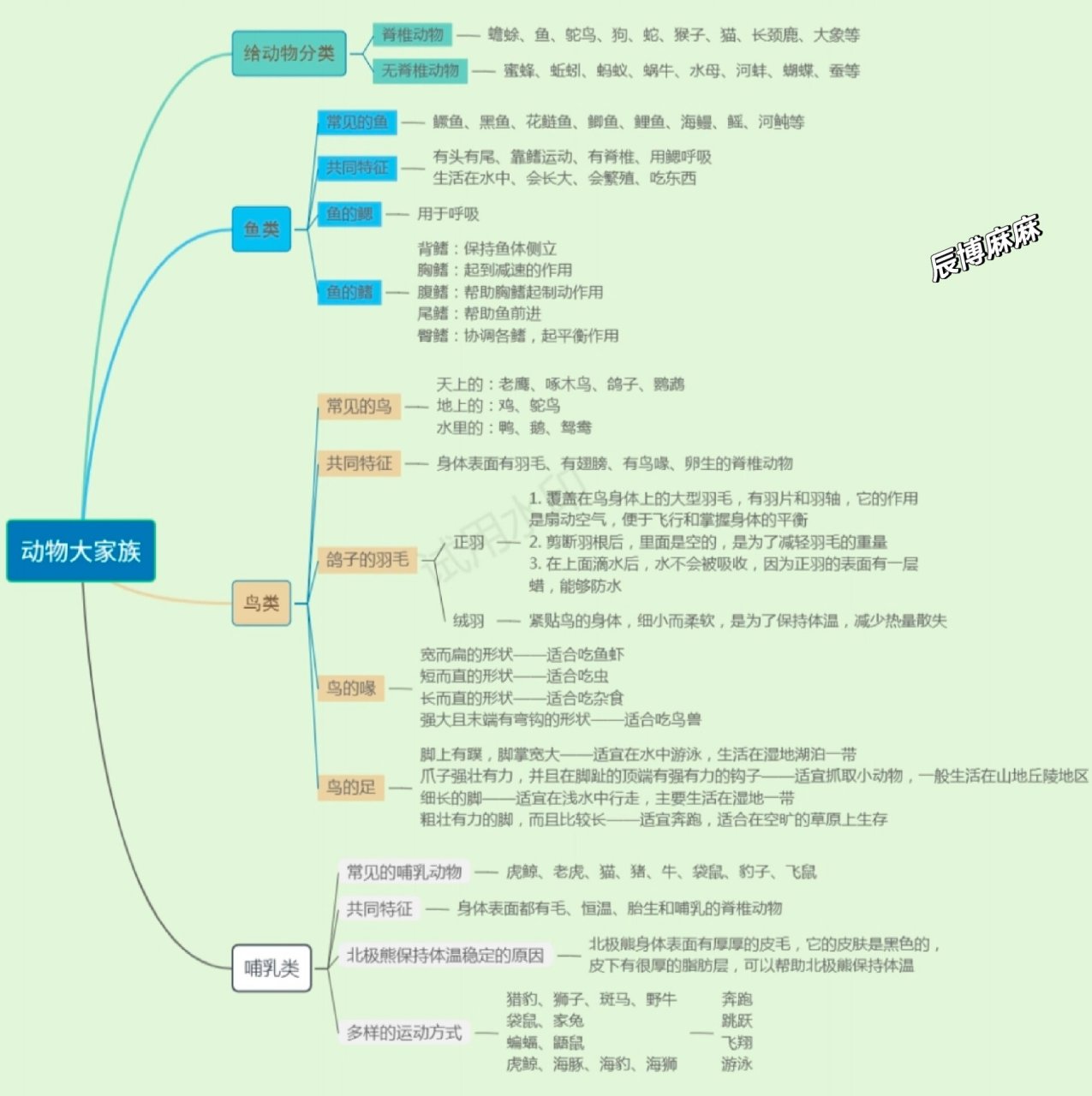 动物大家族的思维导图图片