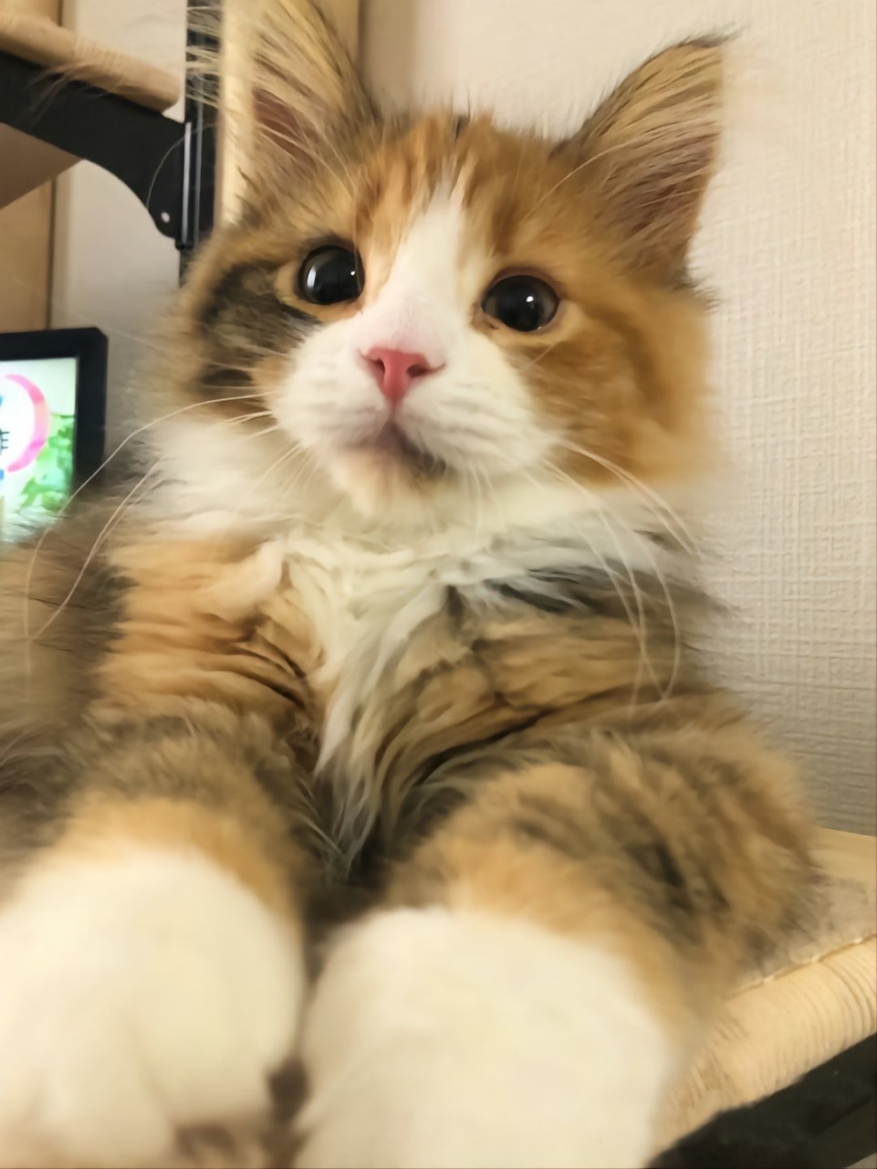 不是土拨猫,是乖乖小猫