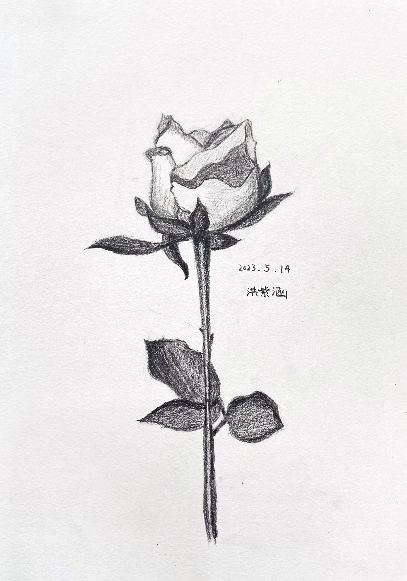 玫瑰花 素描玫瑰 母亲节 后有学生作品