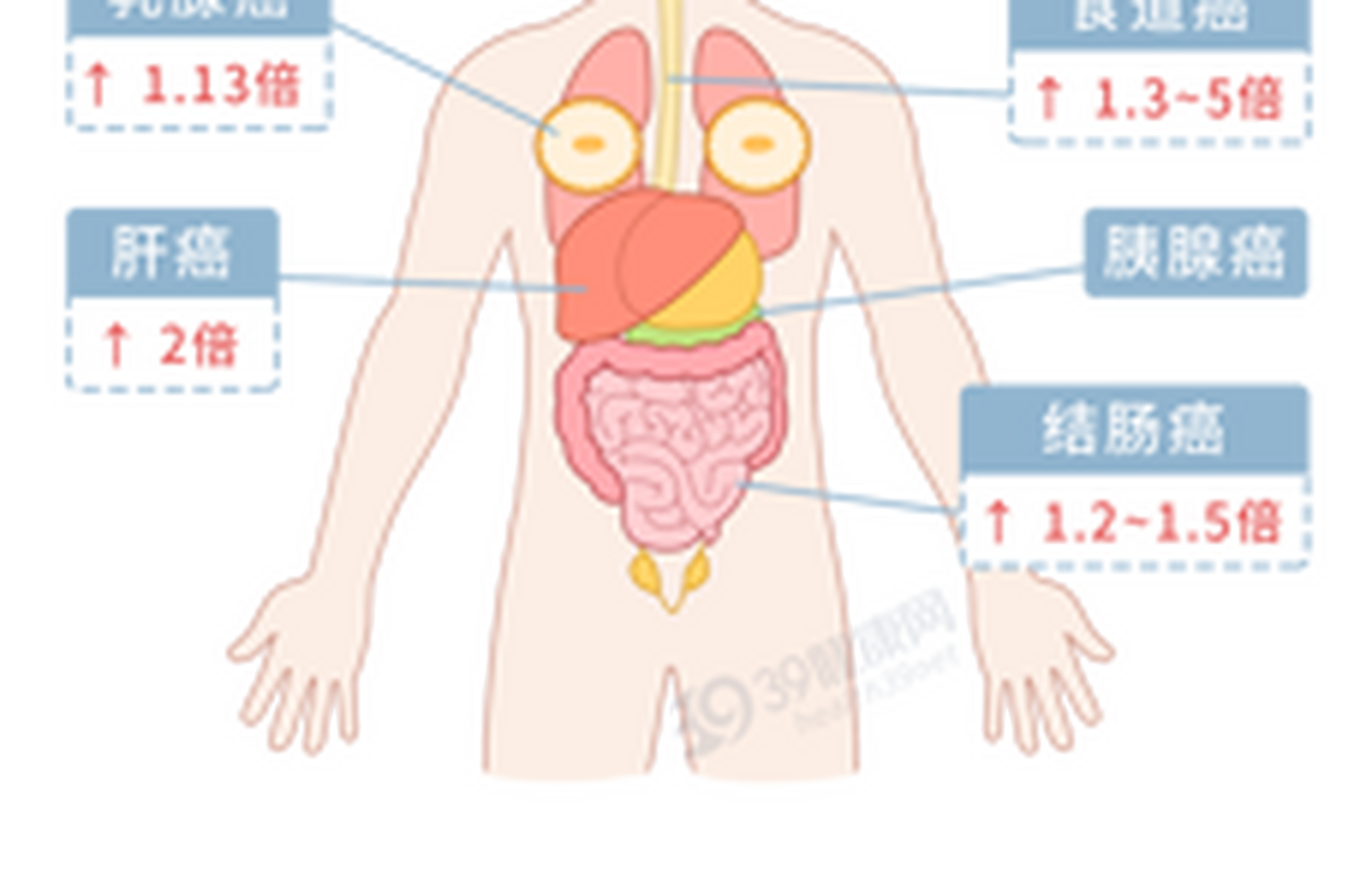 中性人器官图片