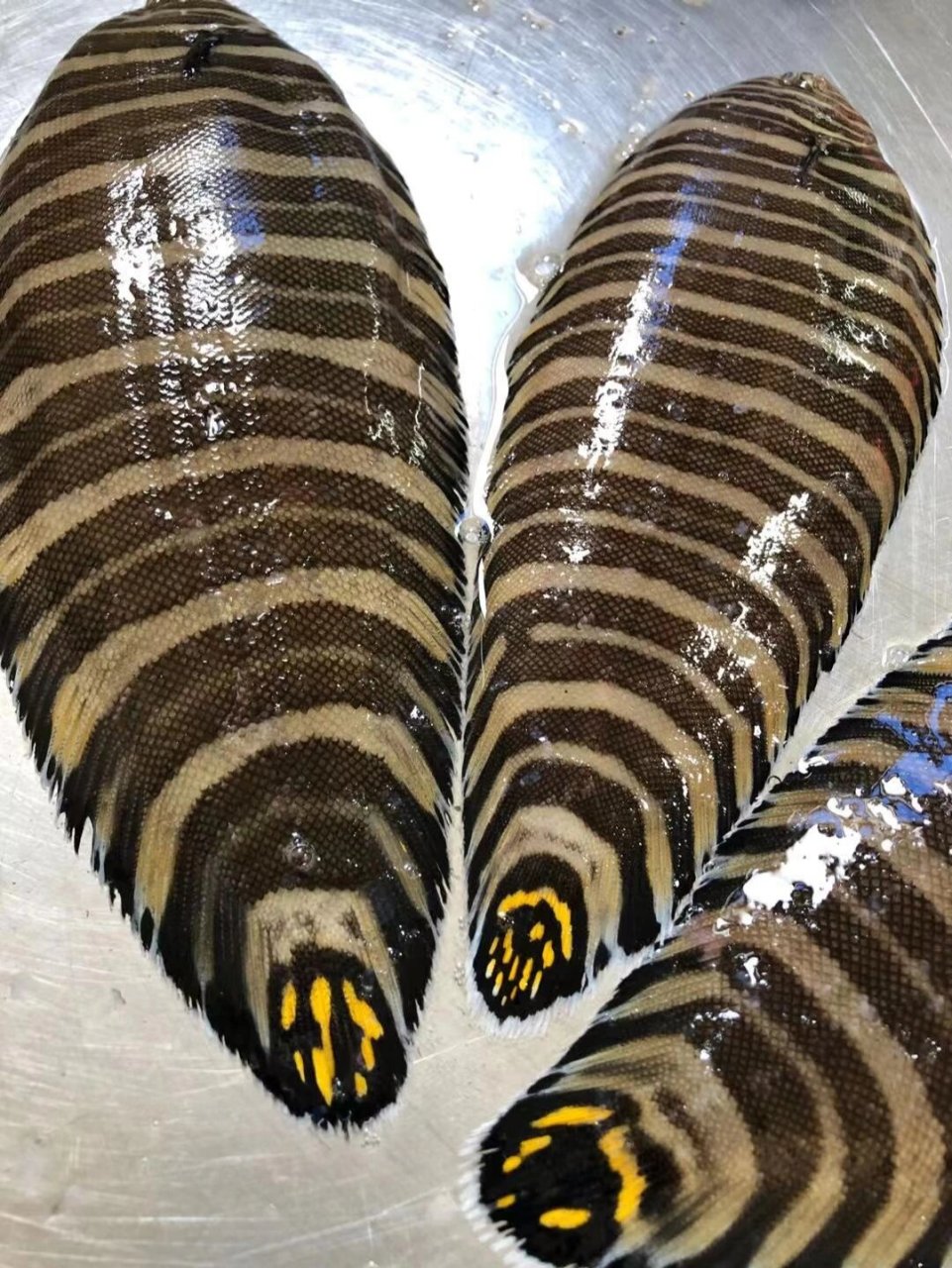 这是鱼/鱼/鱼96 【野生大花猫龙利鱼】96 93 新鲜到还带着粘液