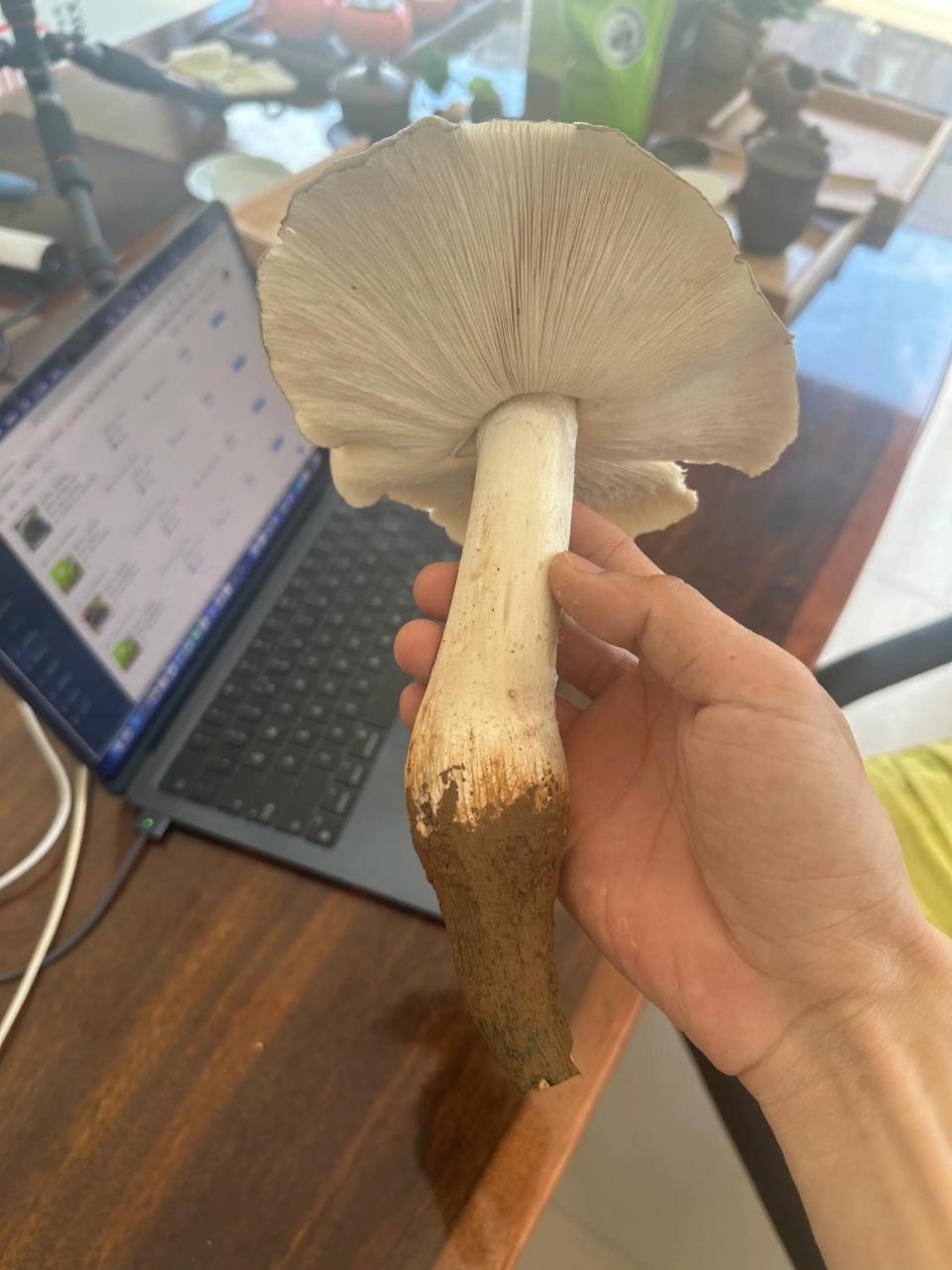 今天巡查茶园,捡得野生大菌子一枚!