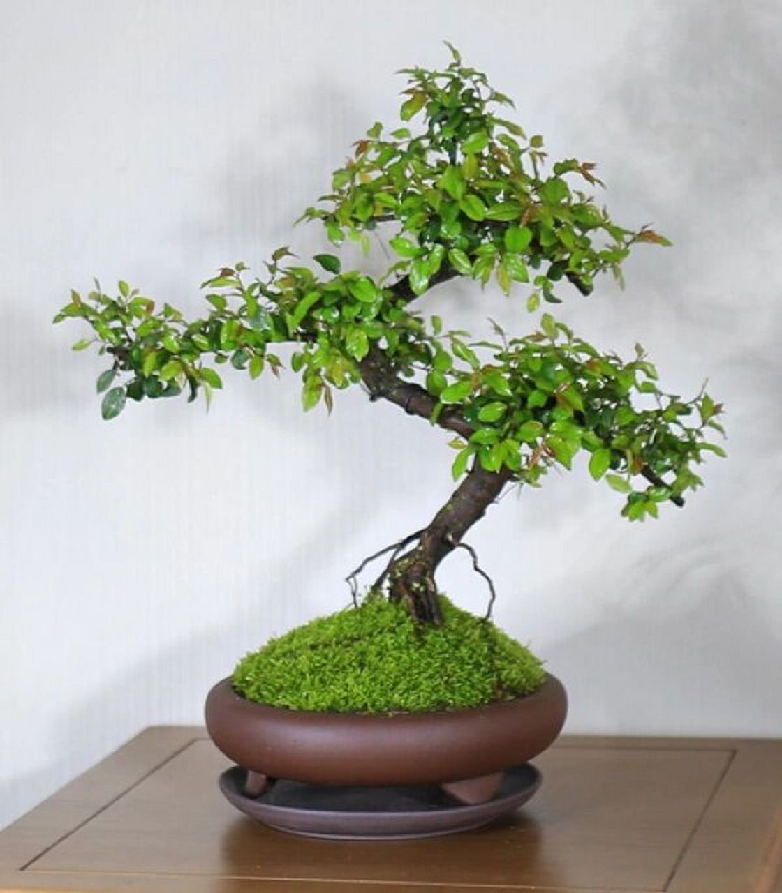 每日盆栽——雀梅 【雀梅】 作为盆景七贤之一,是岭南盆景的常用树种.