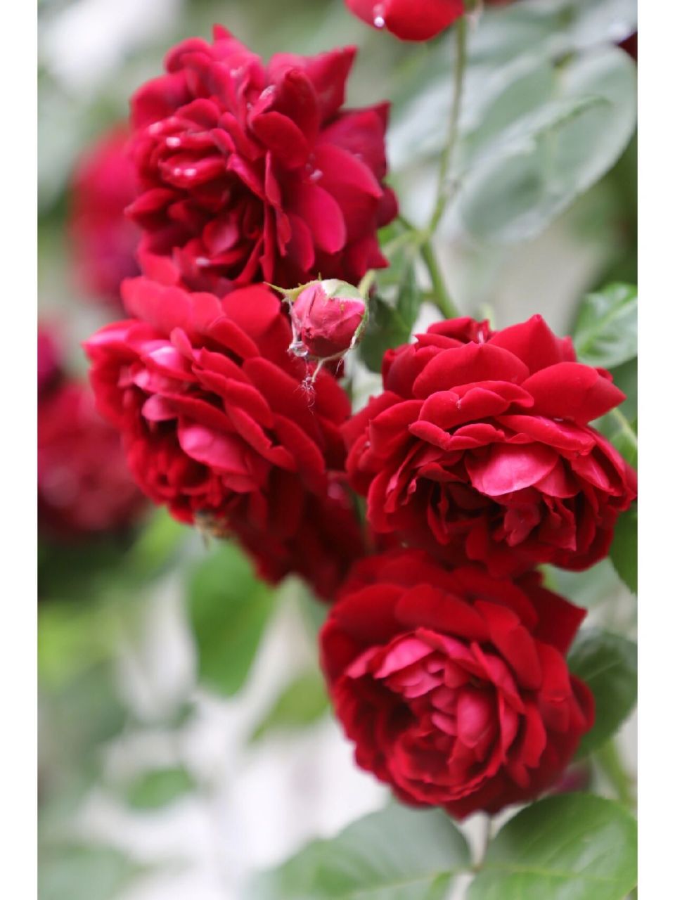 复古红色藤本月季海格瑞雨后谢幕 残花背面还是有一点玫红色的但是不