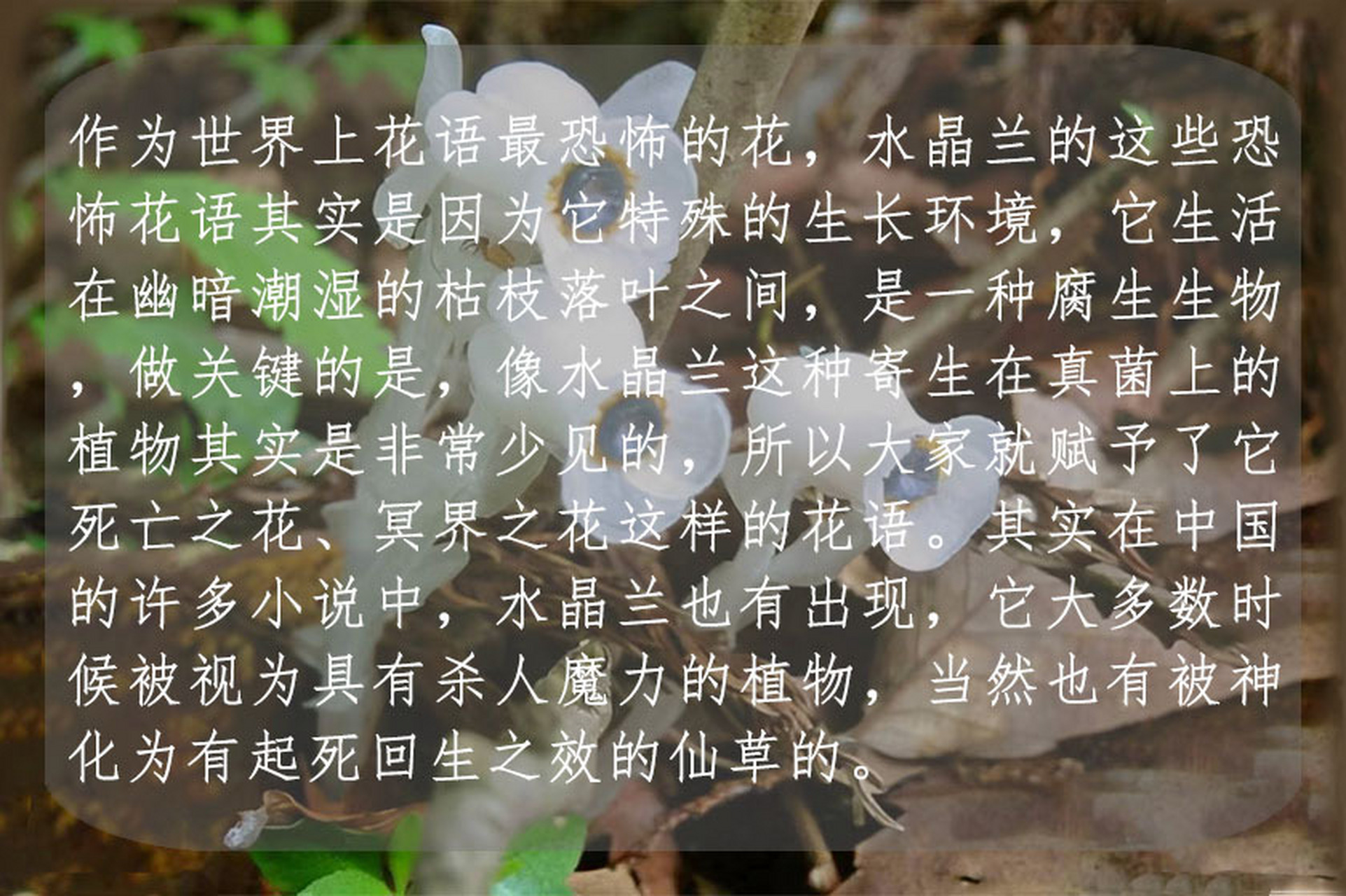 水晶兰 作为世界上花语最恐怖的花,水晶兰的这些恐怖花语其实是因为