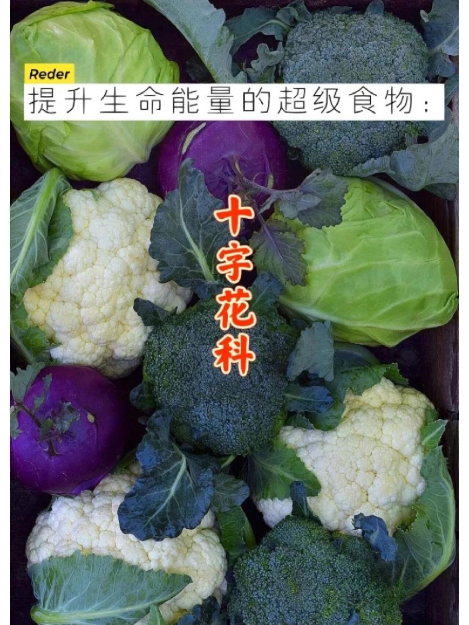 宇宙疗愈食物之:十字花科类蔬菜【上】 卷心菜(甘蓝),宽叶羽衣甘蓝,西