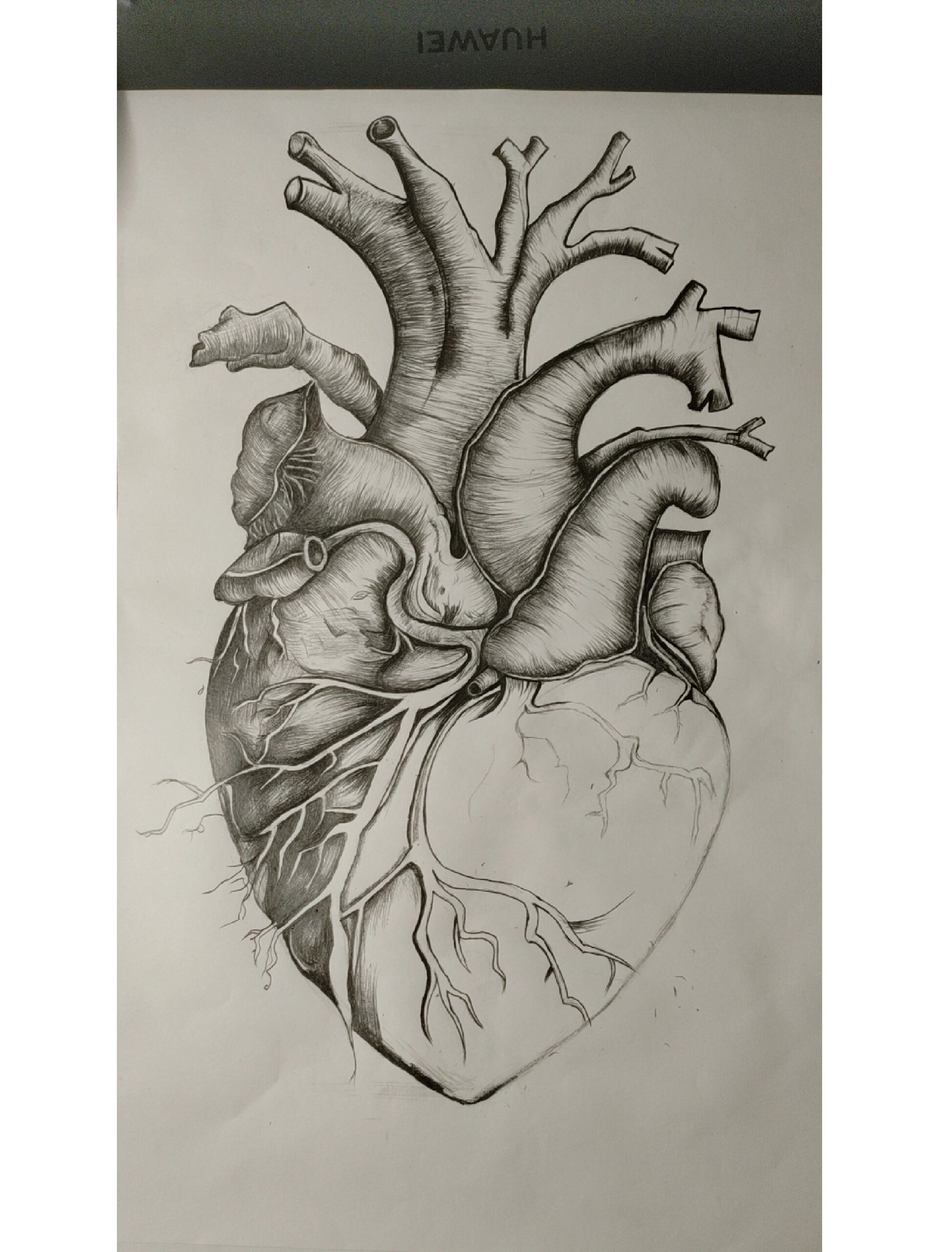 临摹心脏第三天