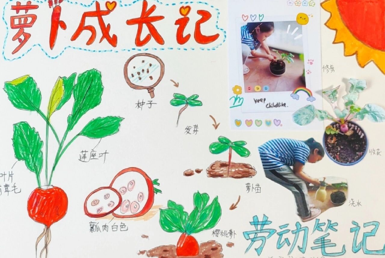 樱桃萝卜成长日记,手抄报