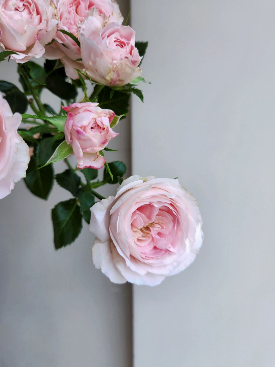 多头玫瑰 梅拉新娘/宏博 跟多头公主礼服一样,也是爱出伤的主.