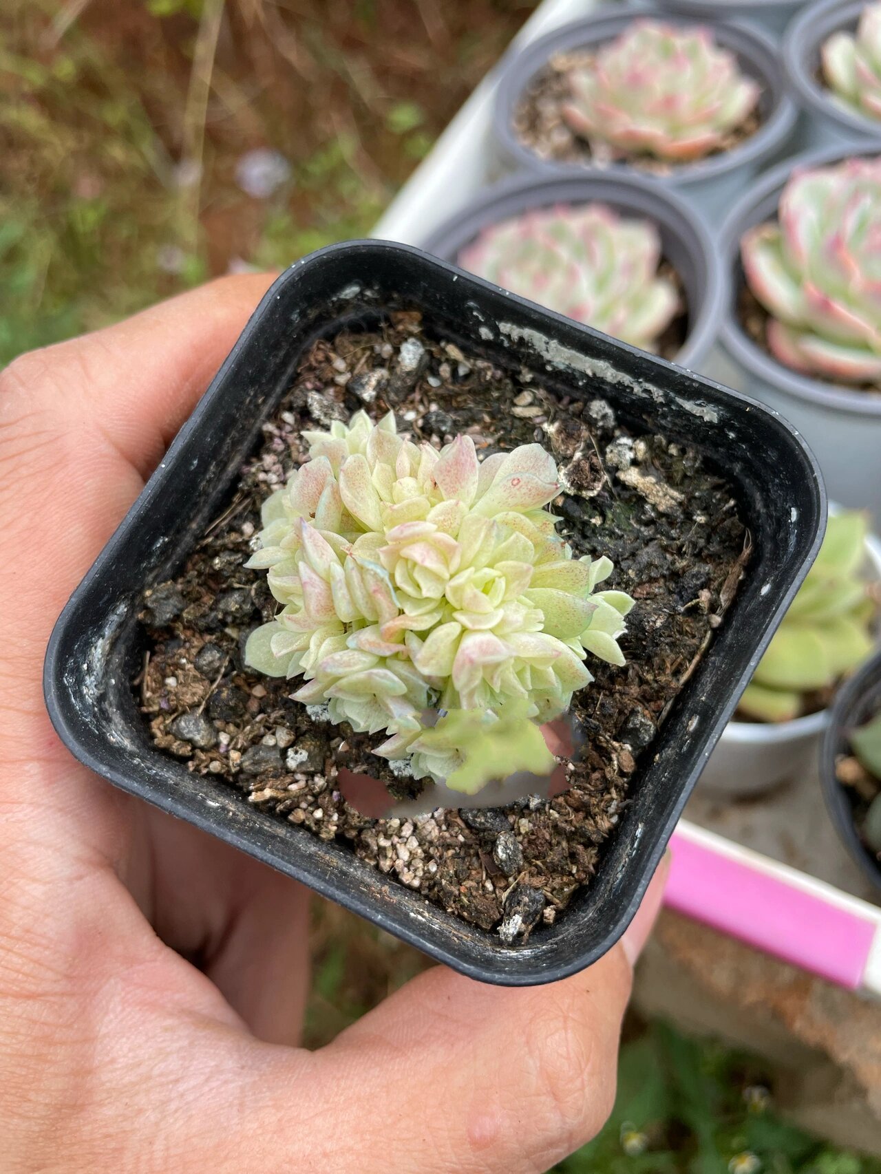 eko爱杜丽尔麦秆 图一露养半个月,已经开始出颜色了