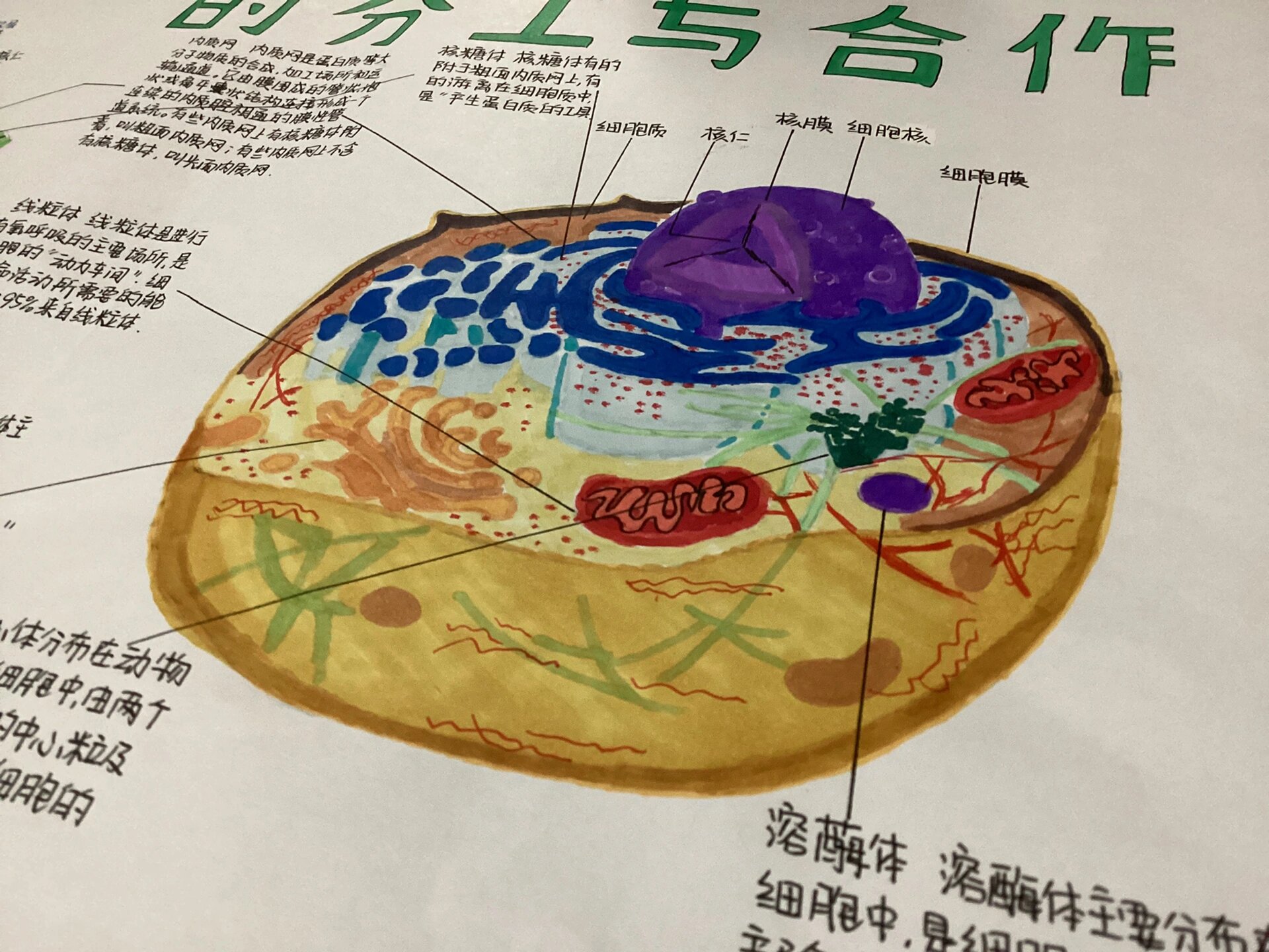 高一生物细胞手抄报97