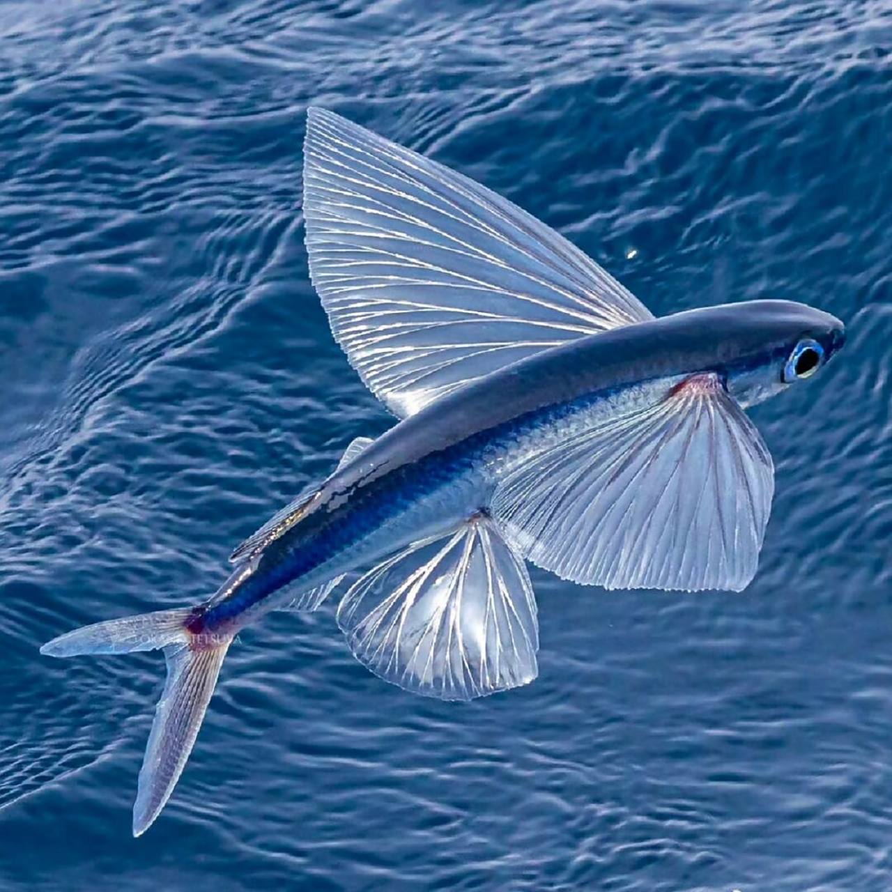 是照片,不是ai绘画!飞鱼 #飞鱼