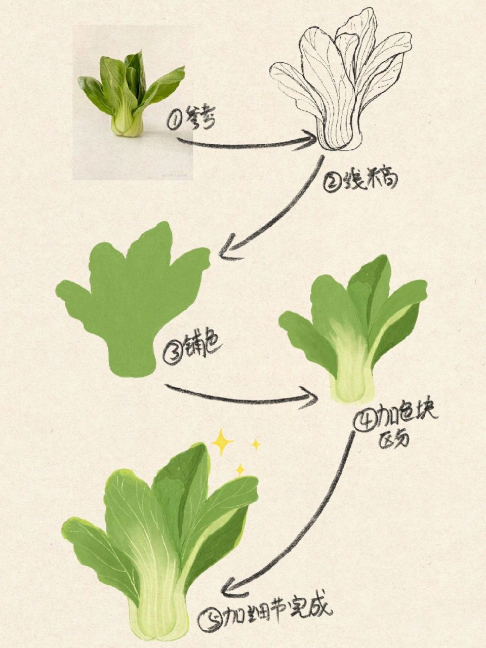 白菜花生长过程简笔画图片