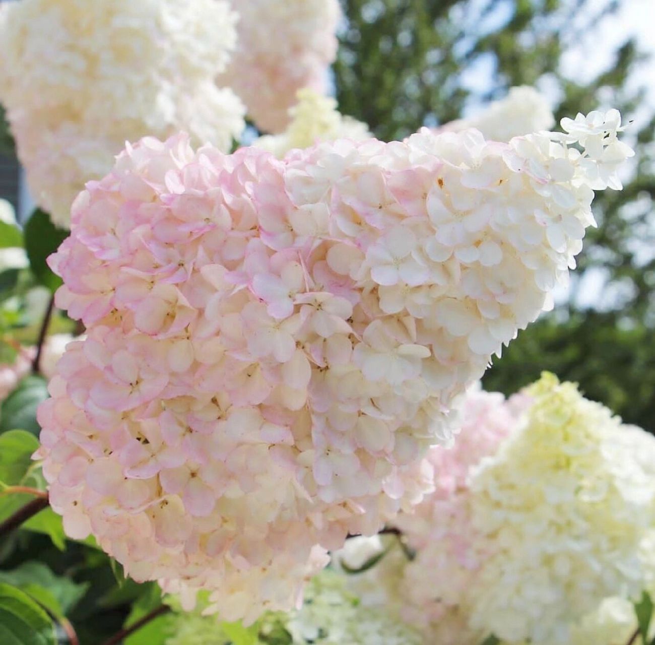 圆锥绣球"香草草莓""石灰灯",最值得养 圆锥绣球"香草草莓""石灰灯"