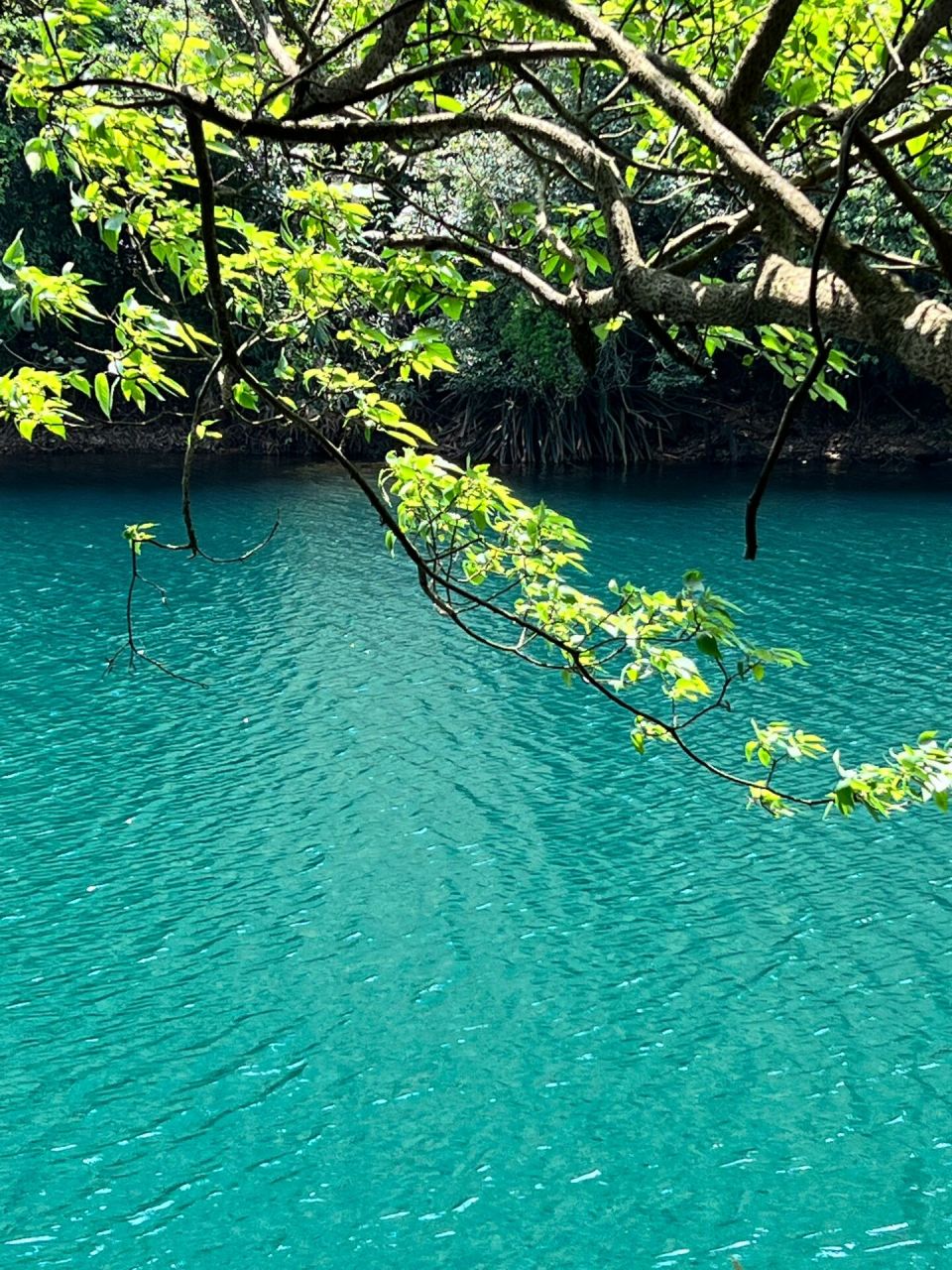 7215肇庆鼎湖山蝴蝶谷好好看水好蓝!