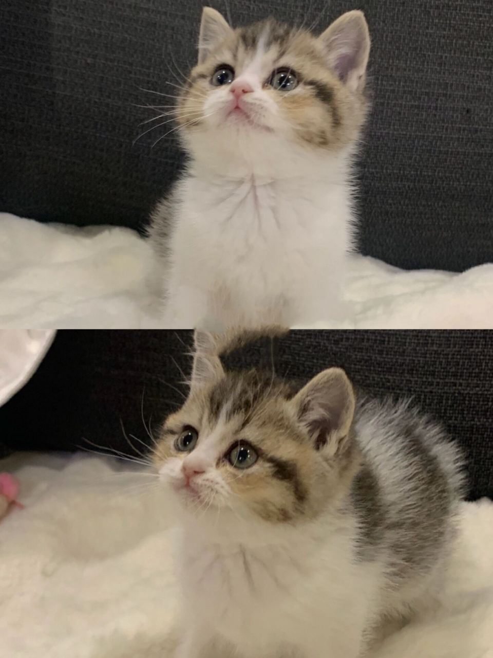 不想养了,英短金加白找新家!