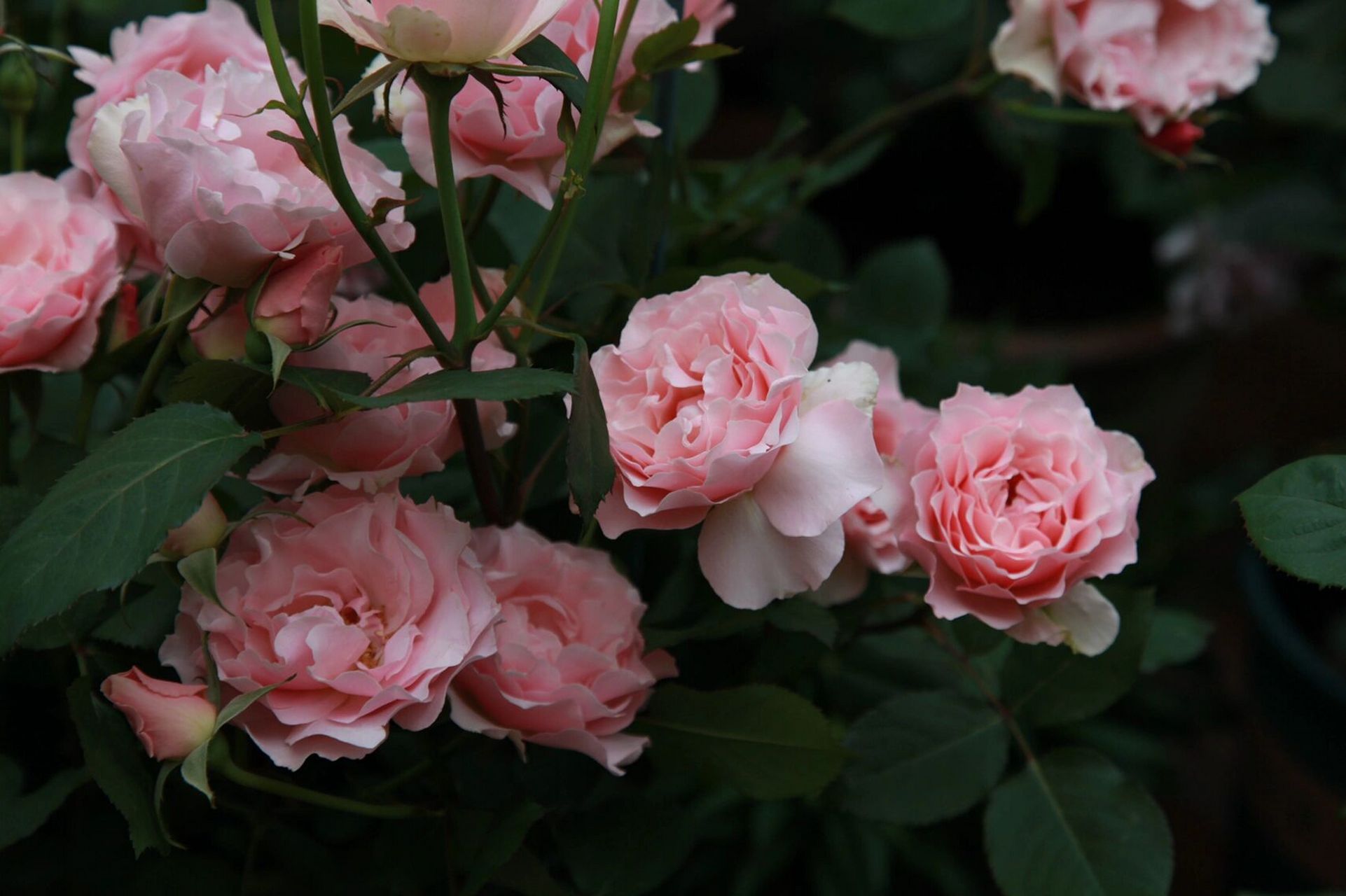 7月难得开标准的月季-达芙妮 这是7月的图,在遮阴的环境下和春花一样